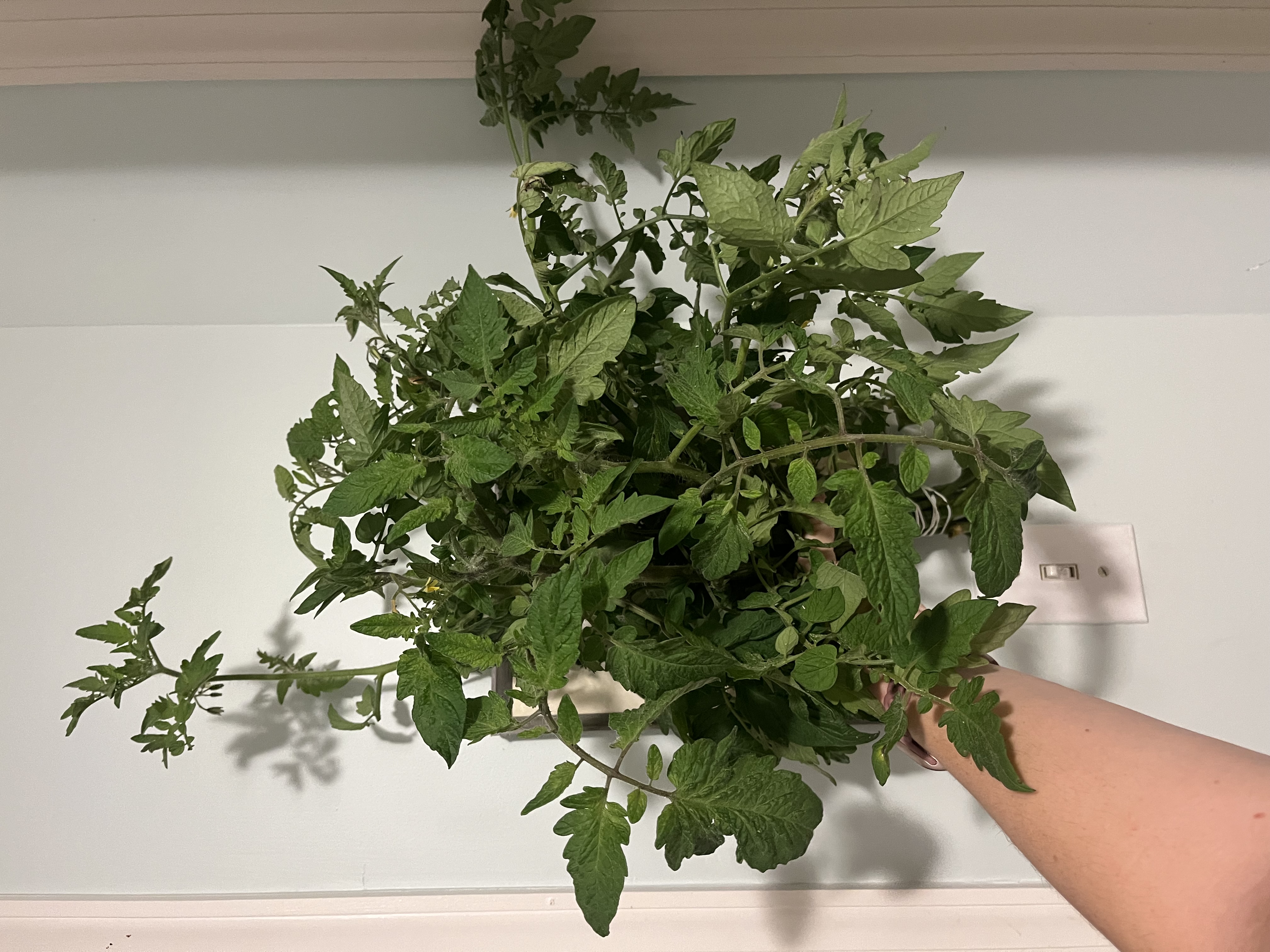 SOLANUM lycopersicum