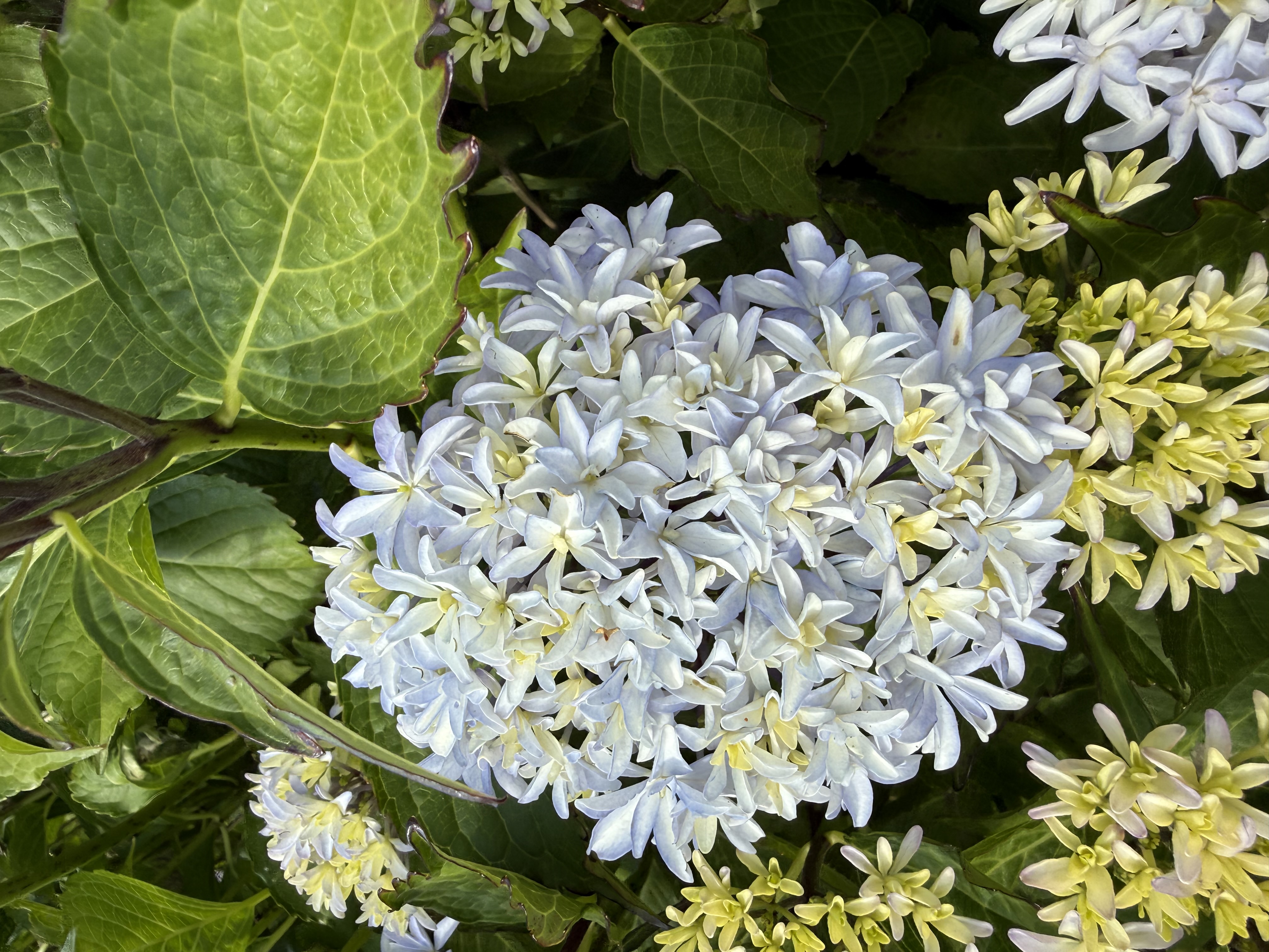 HYDRANGEA