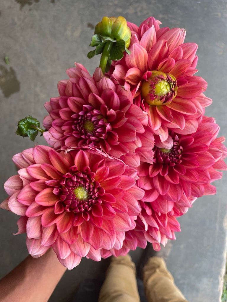 DAHLIA Salmon Runner