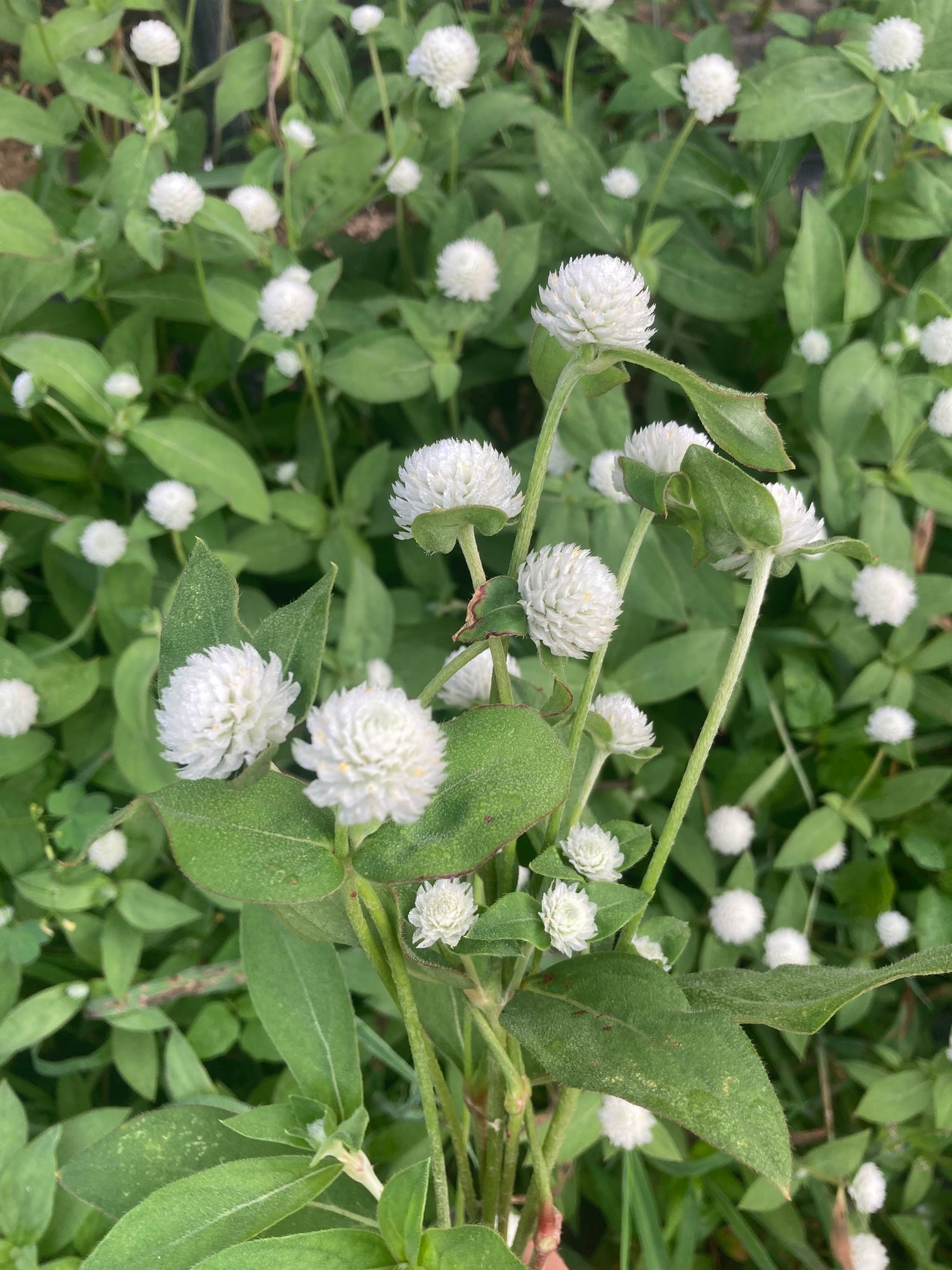 GOMPHRENA haageana QIS