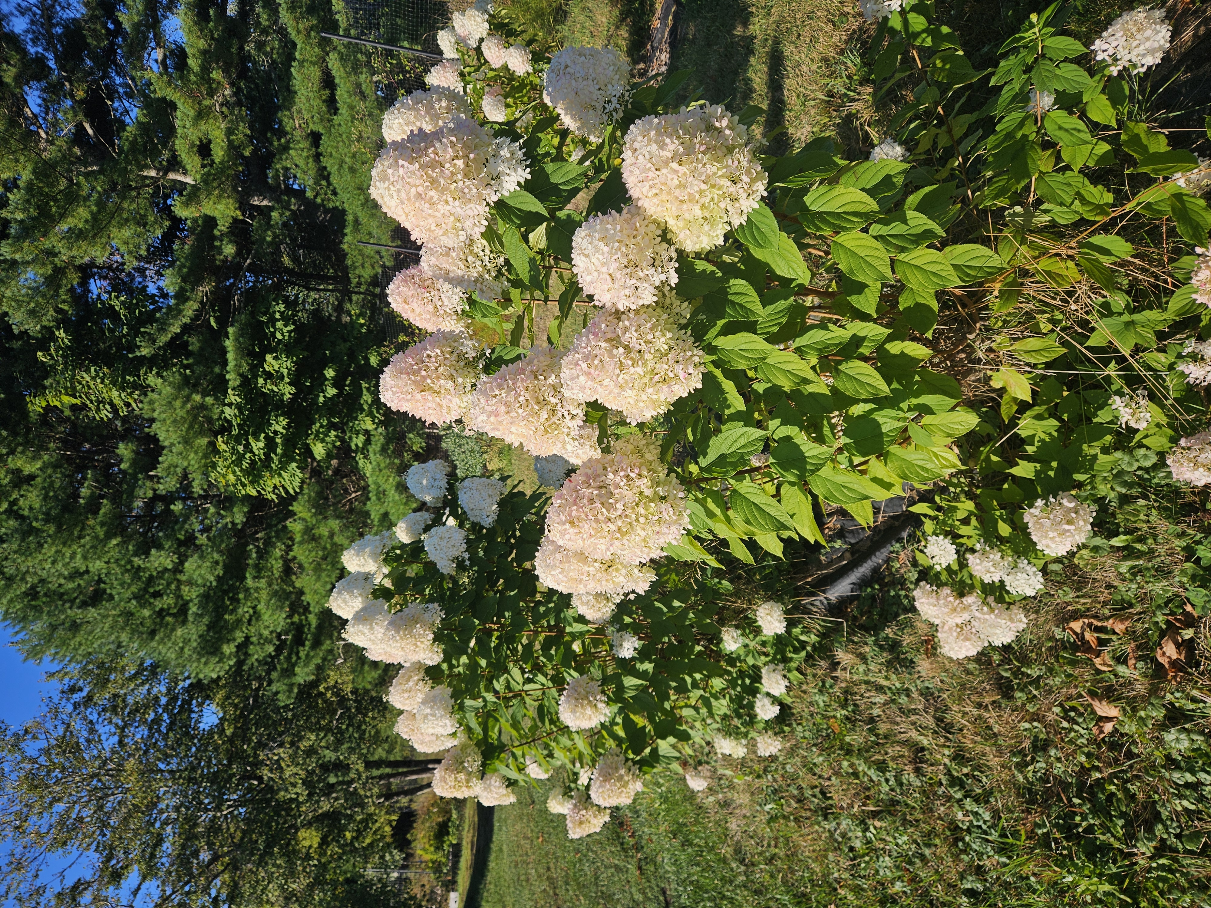 HYDRANGEA paniculata Limelight