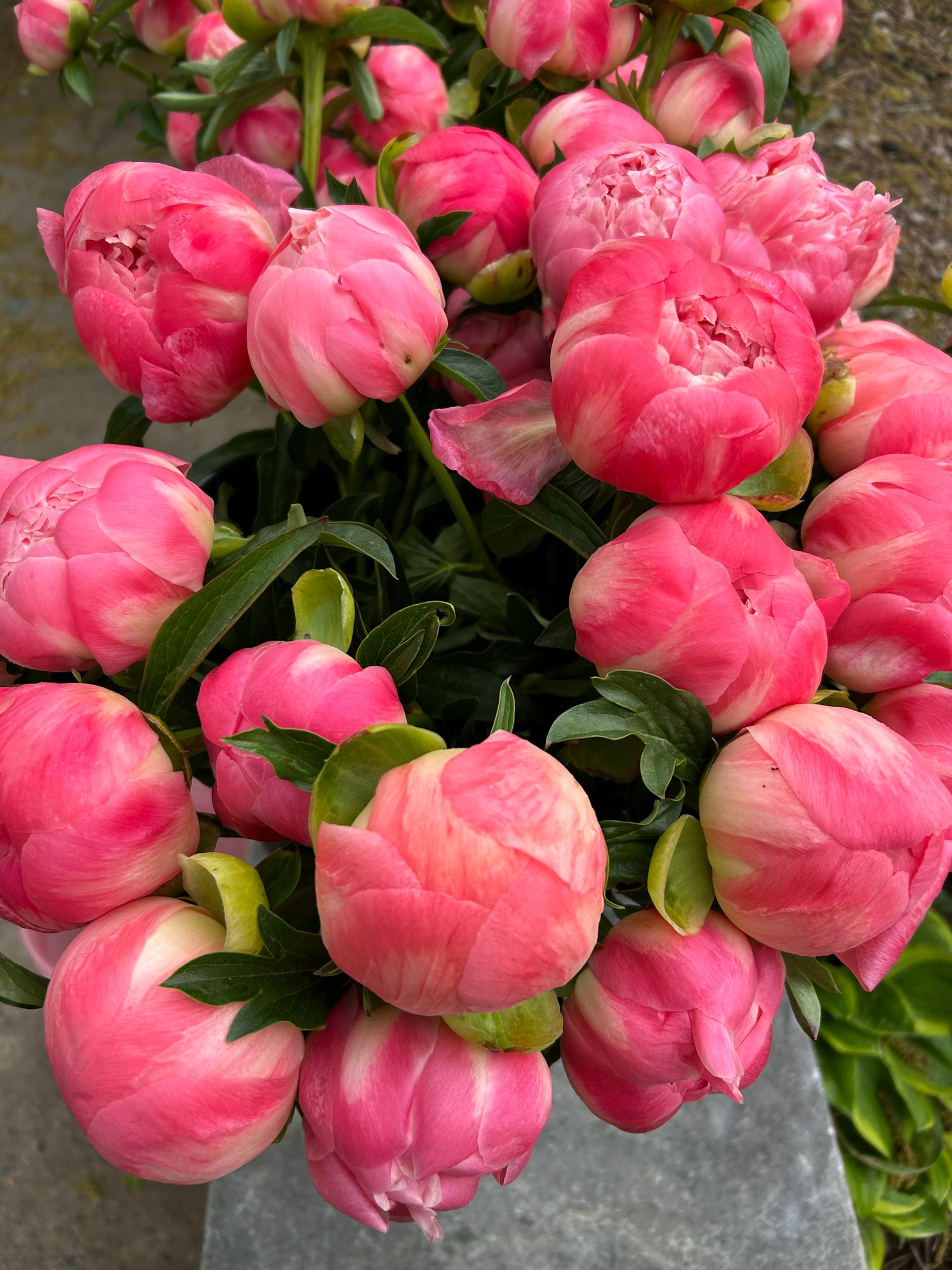 PAEONIA