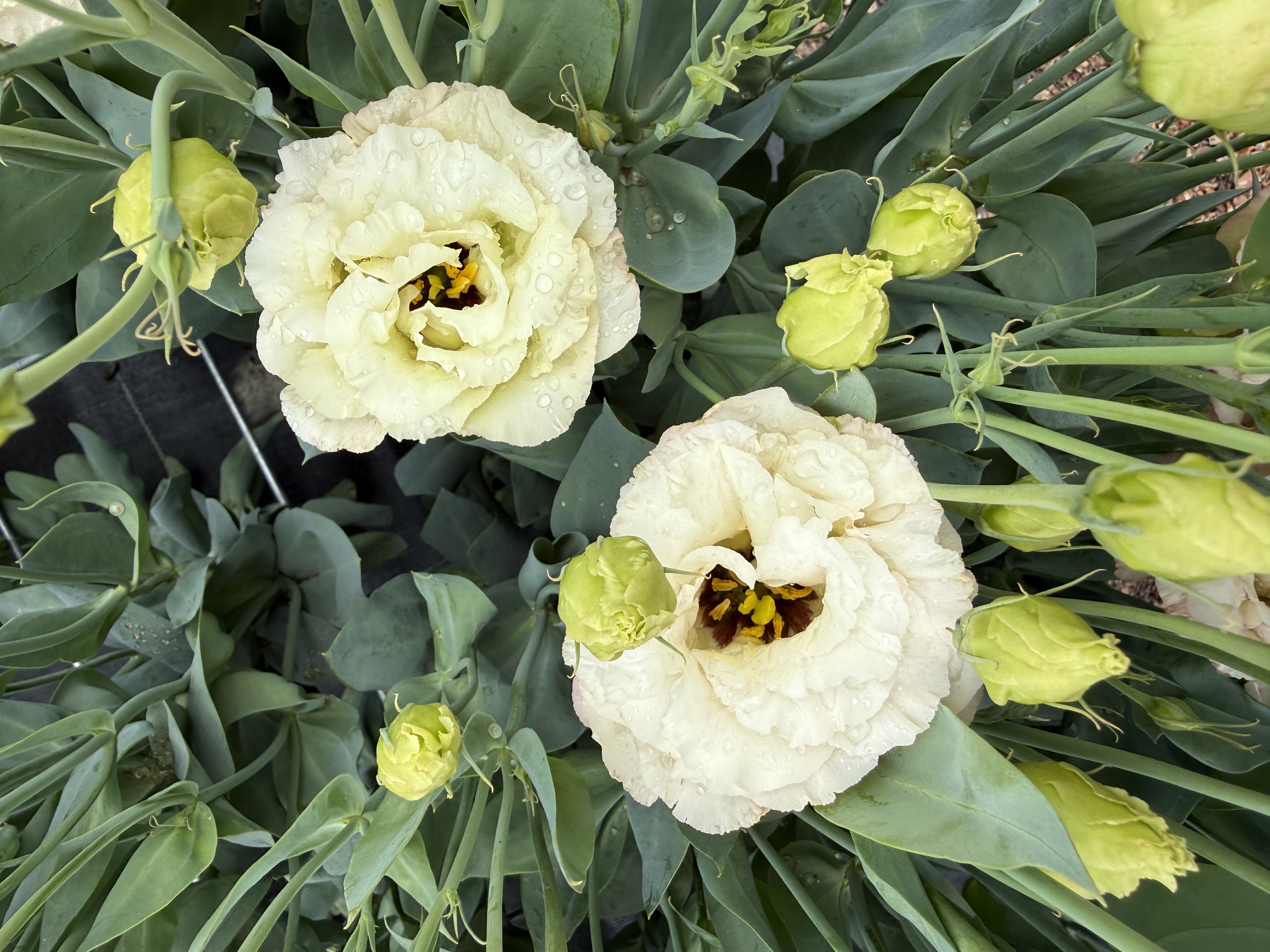 EUSTOMA grandiflorum Celeb Beige Neo