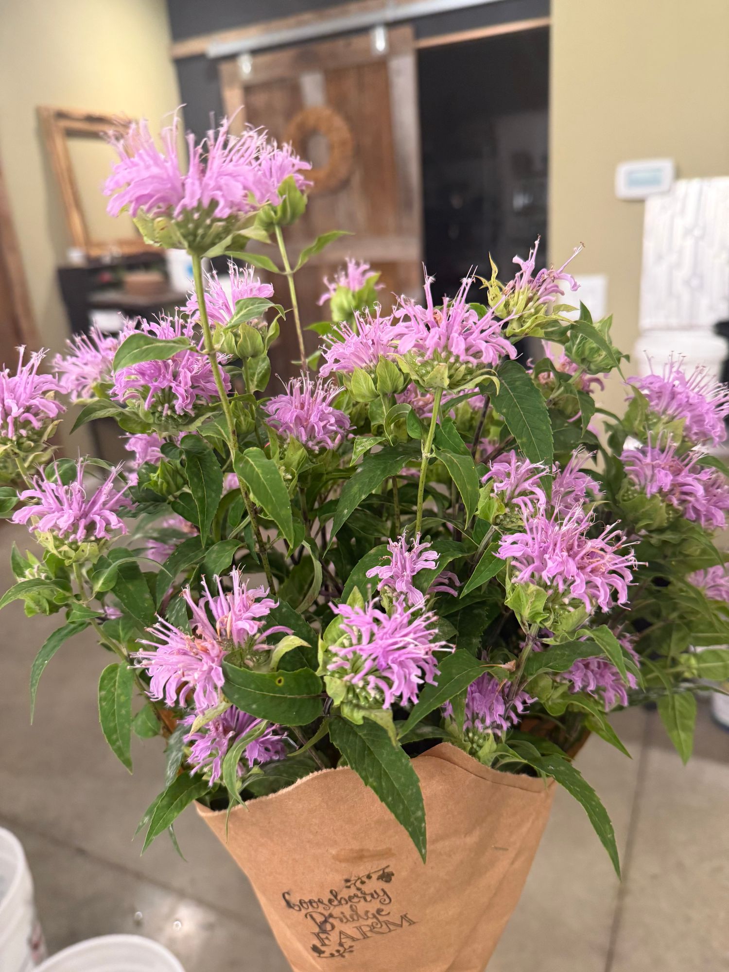 MONARDA fistulosa