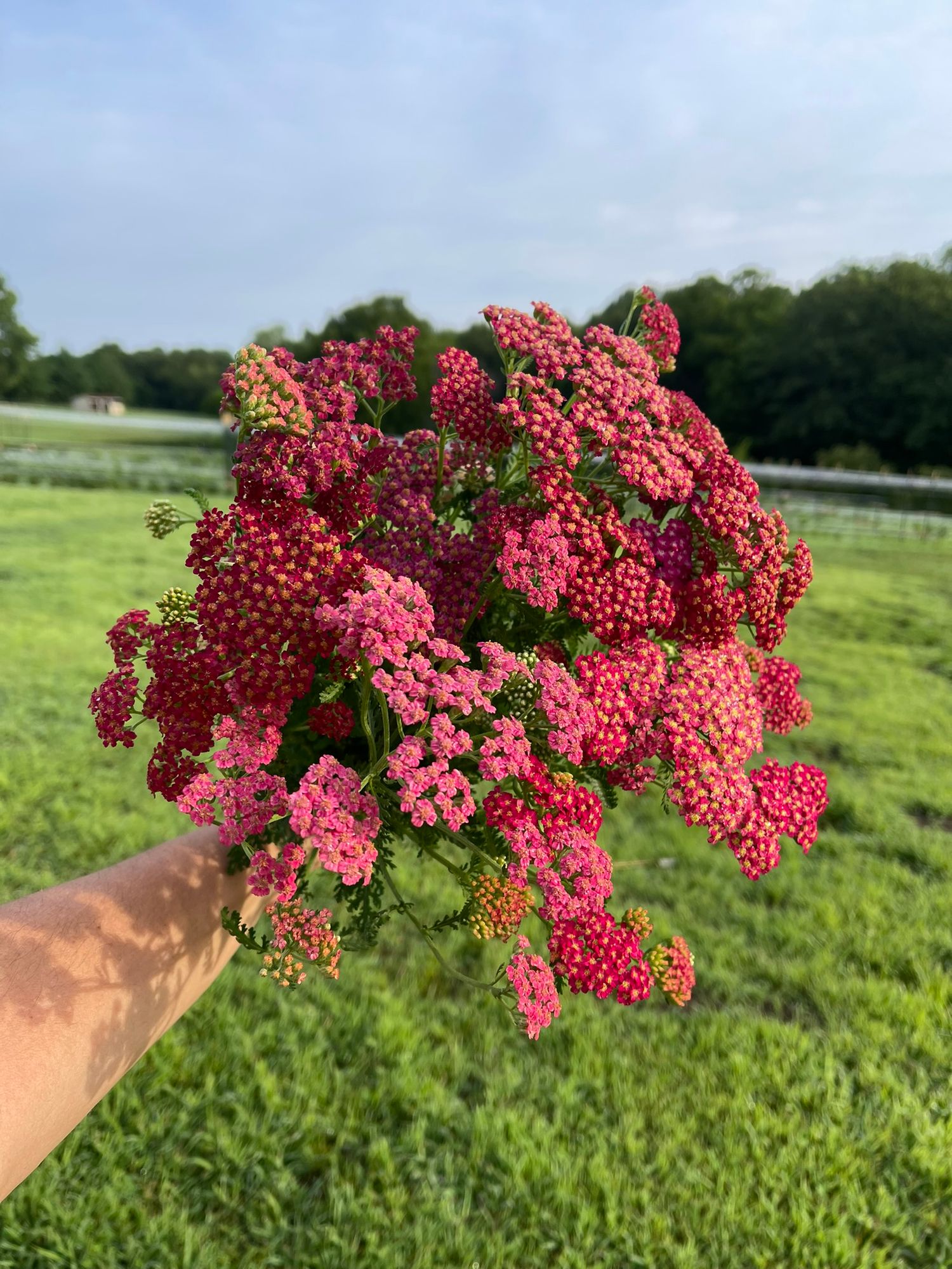 Achillea - Berry Blend Yarrow