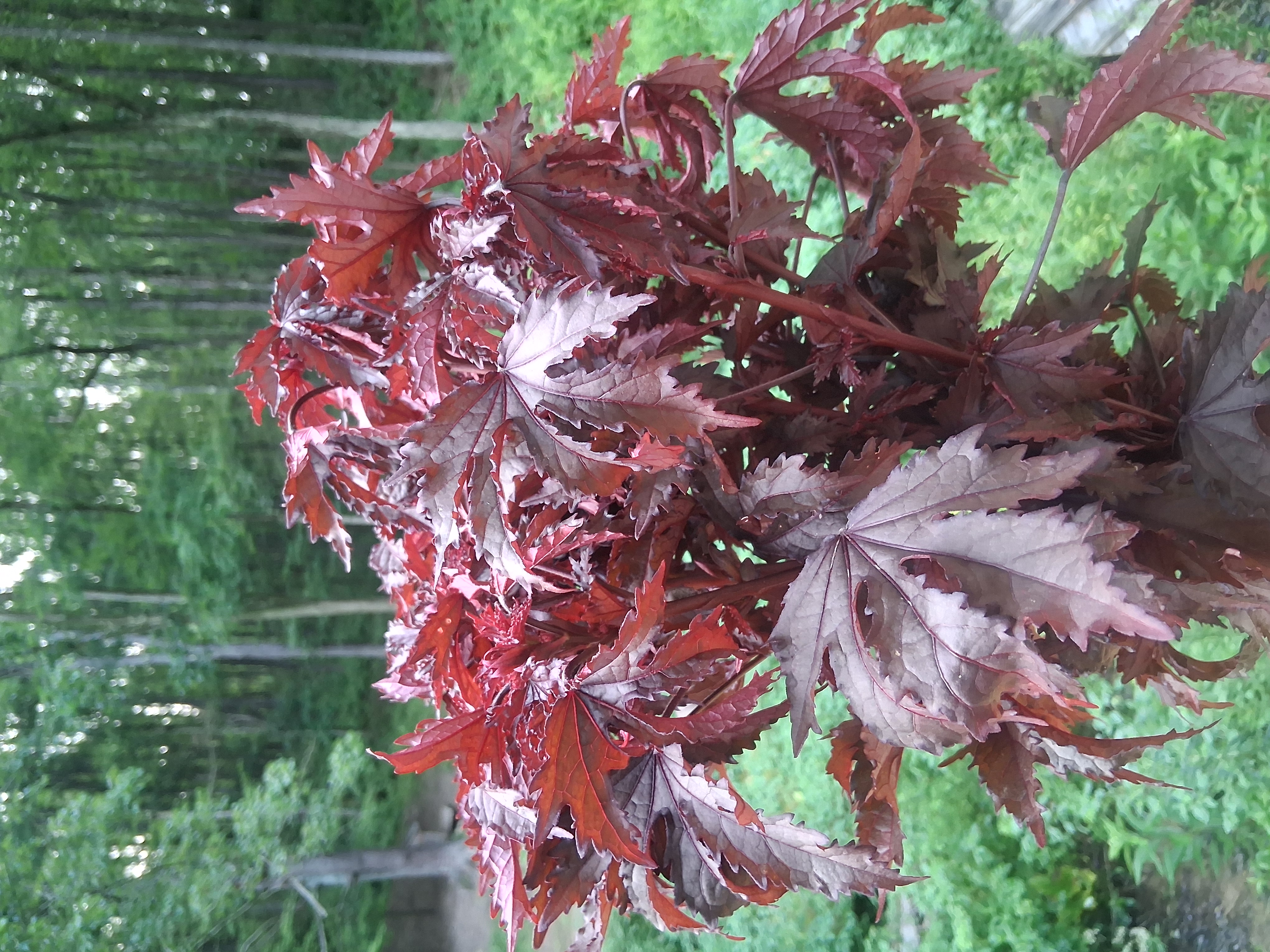 HIBISCUS acetosella