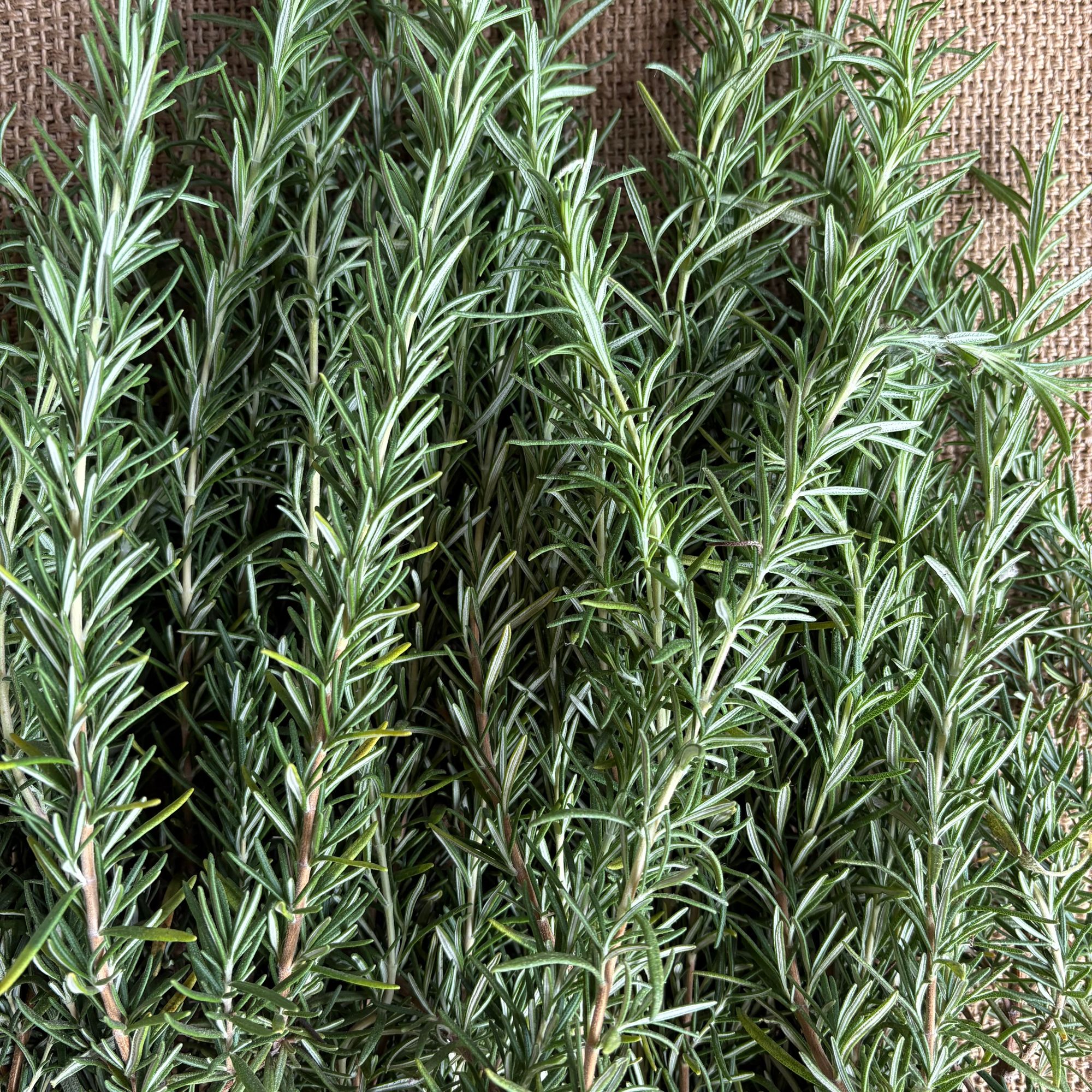Herb, Rosemary
