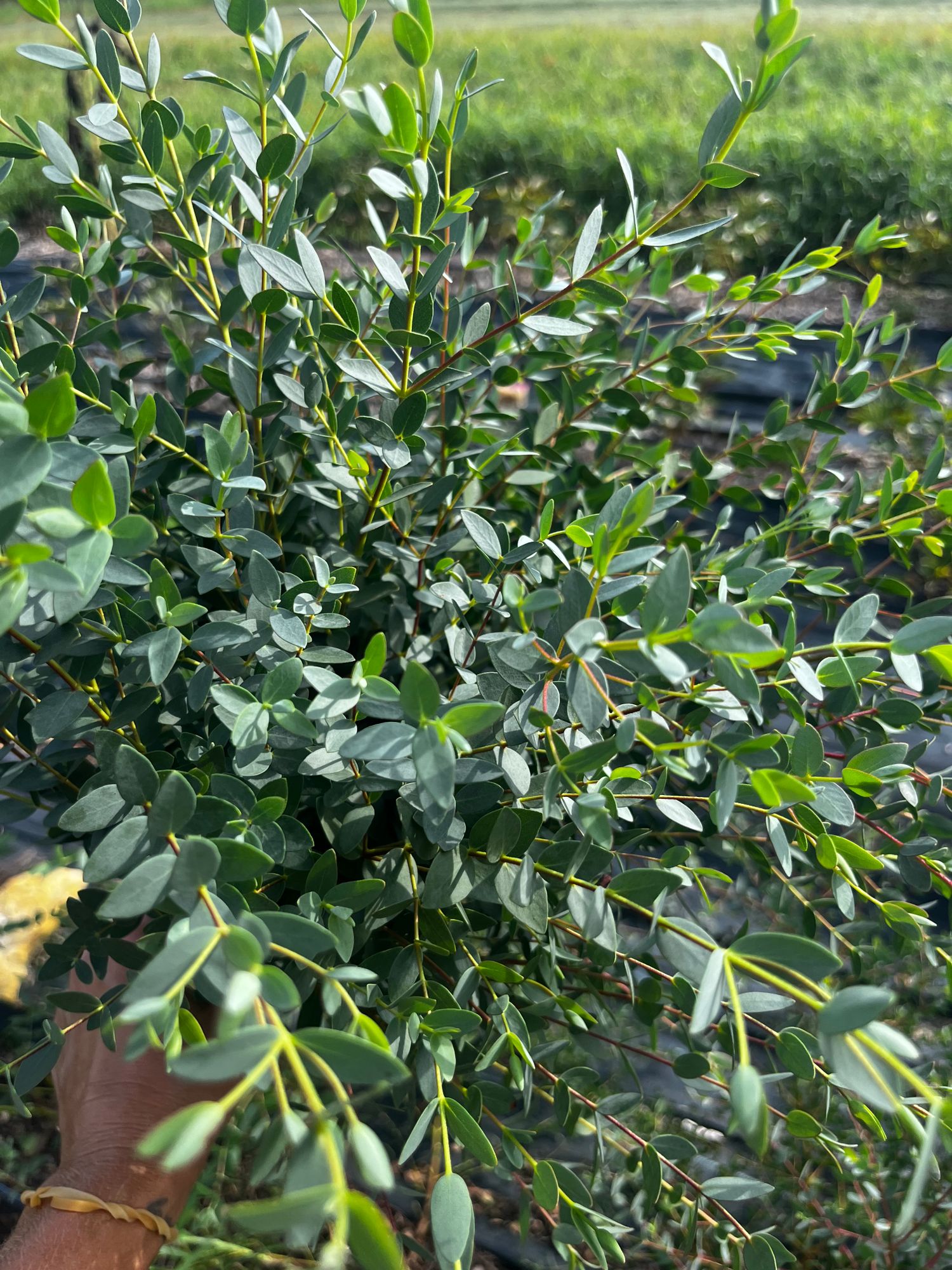 EUCALYPTUS lunata Moon Lagoon