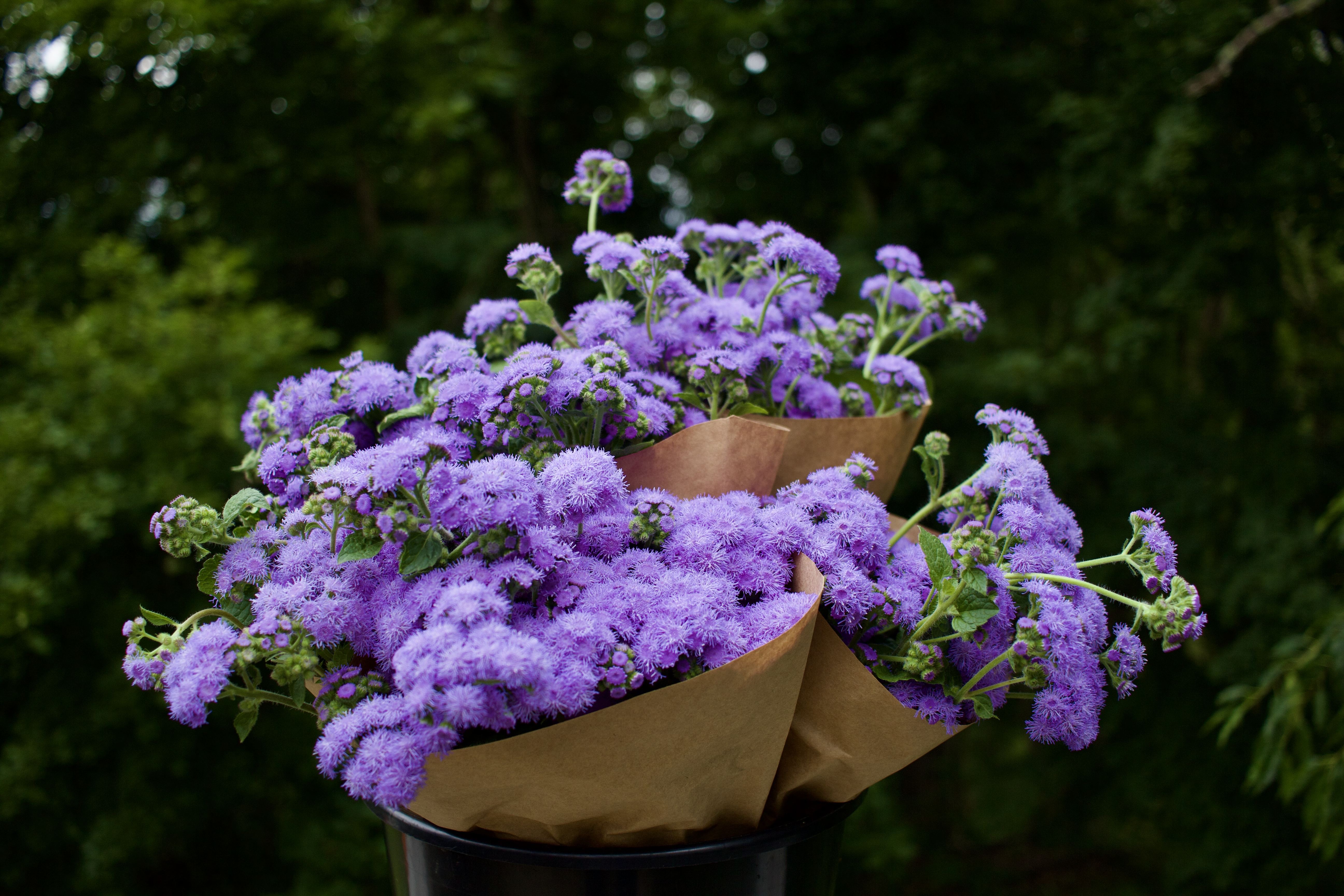 AGERATUM houstonianum Tall Blue Planet