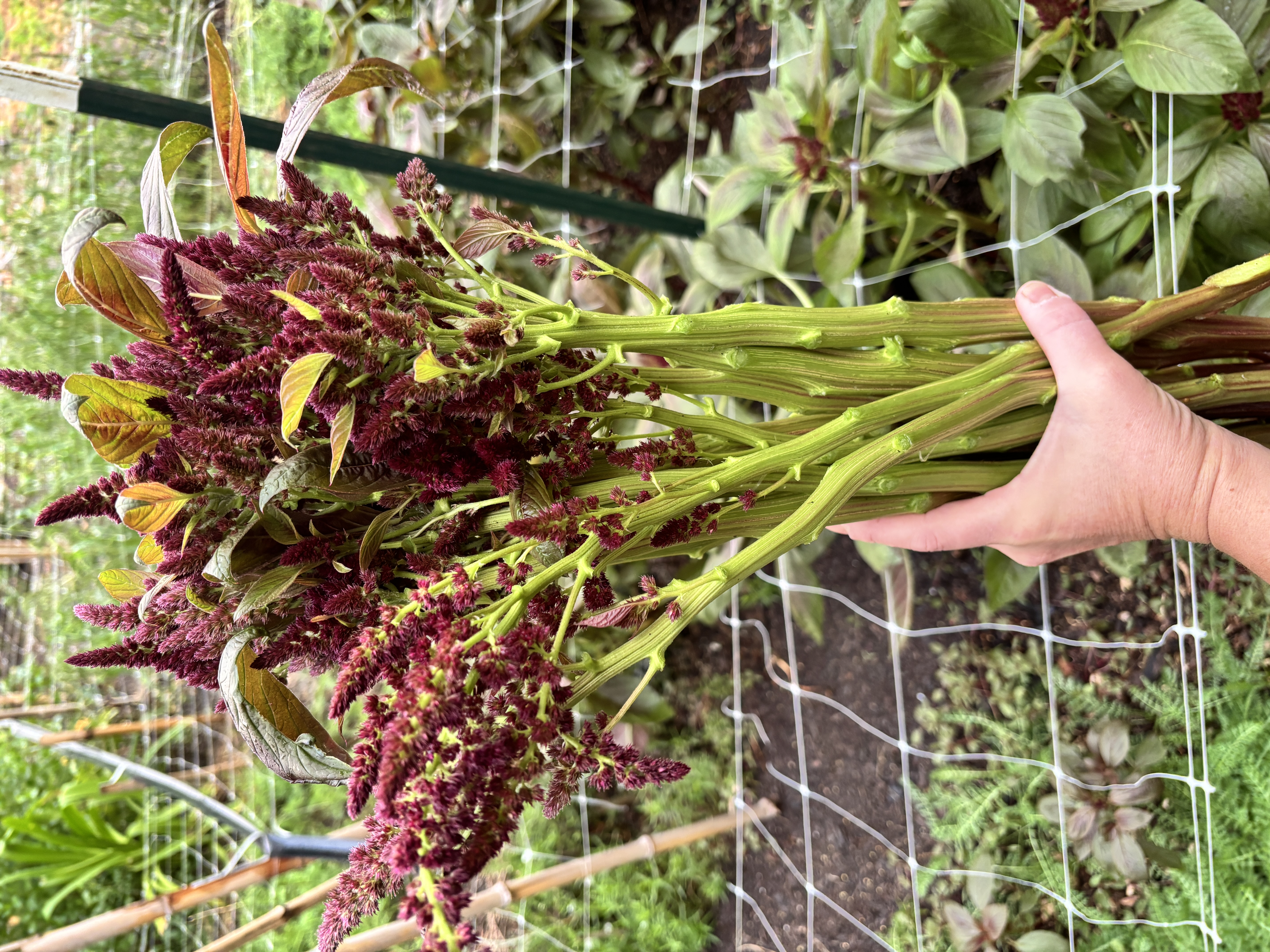 AMARANTHUS cruentus Hopi Red Dye