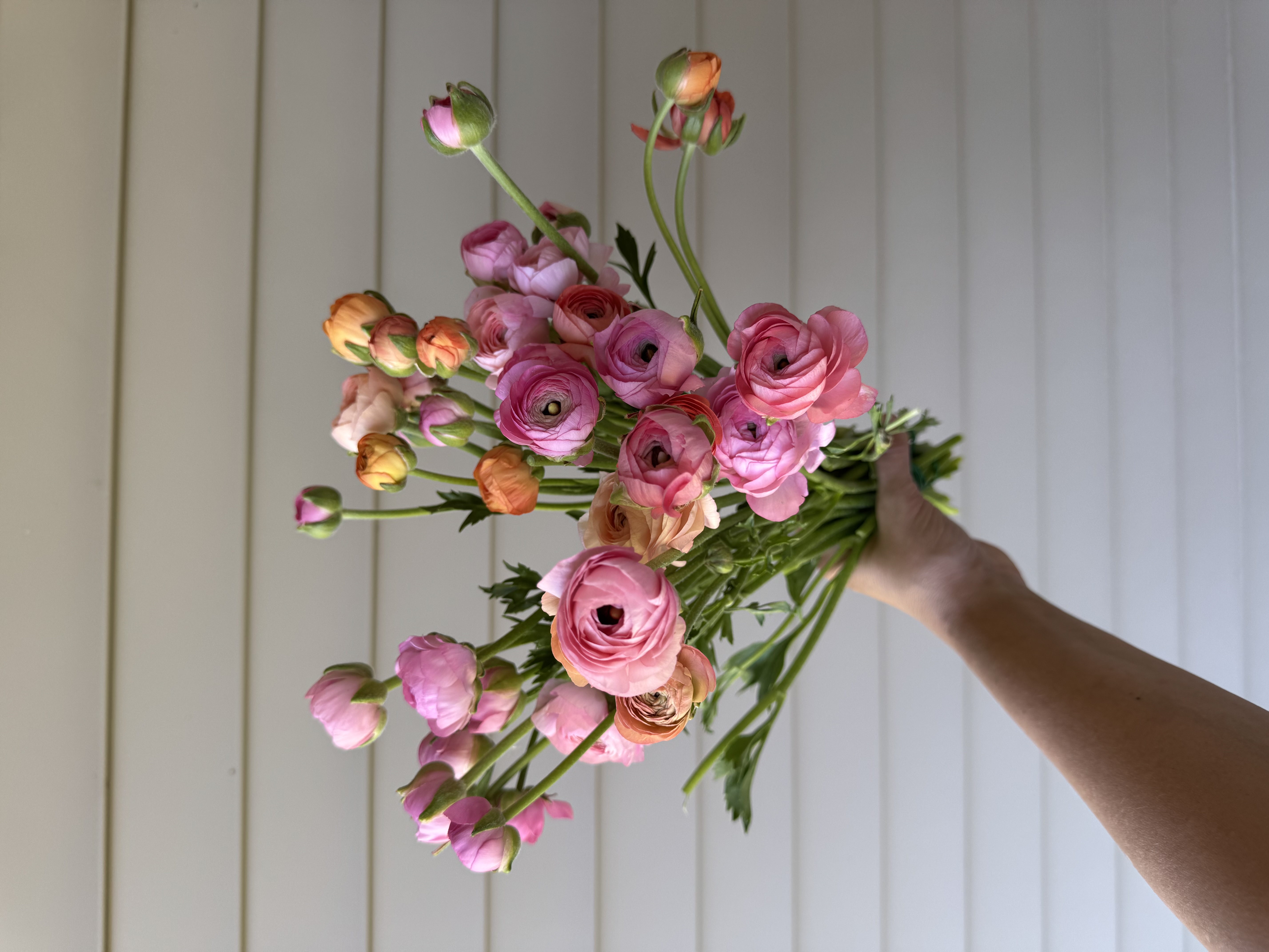 RANUNCULUS Amandine Pastel Pink