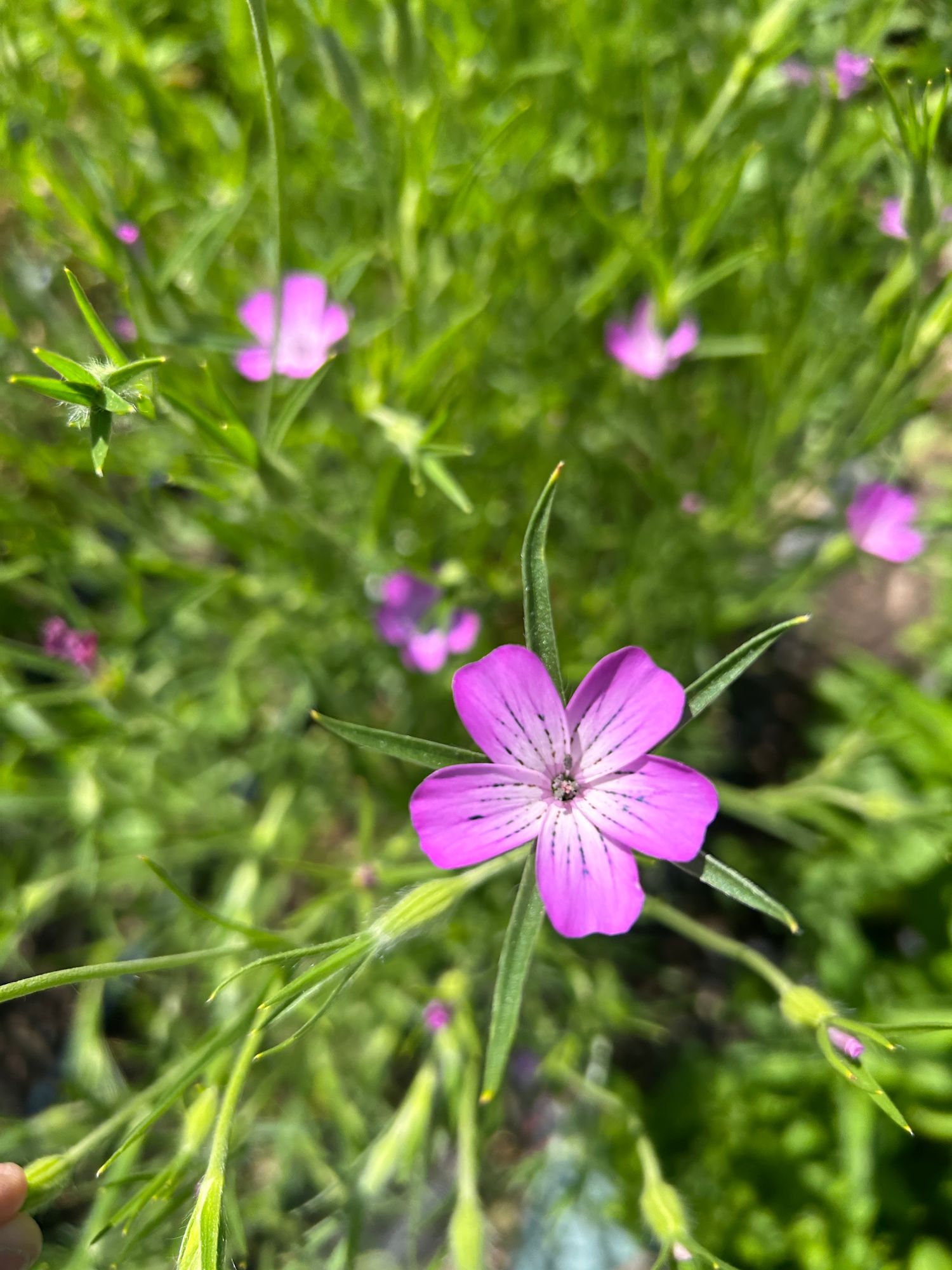 AGROSTEMMA githago