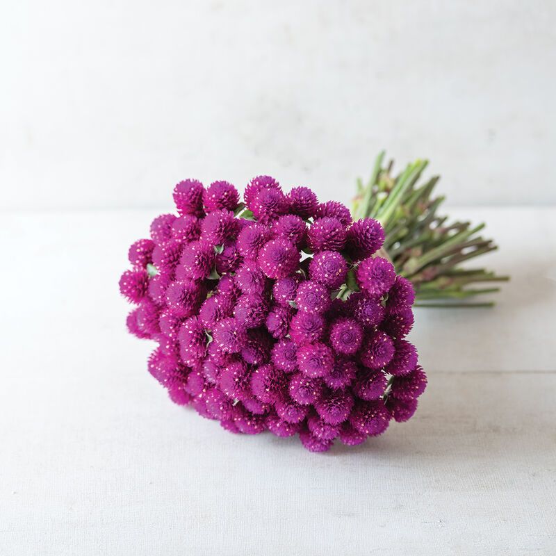 GOMPHRENA globosa QIS