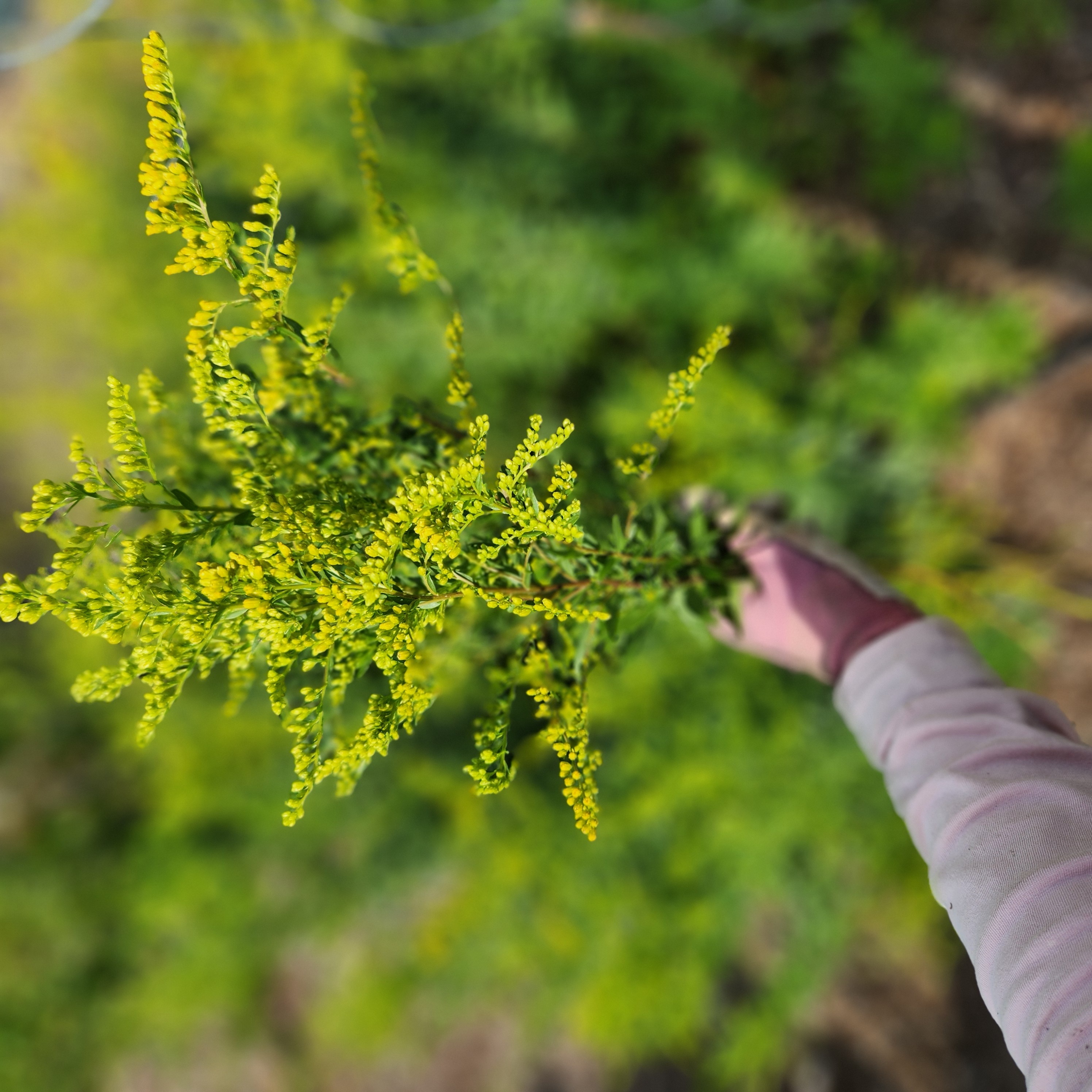 SOLIDAGO sp Glory Golden Glory