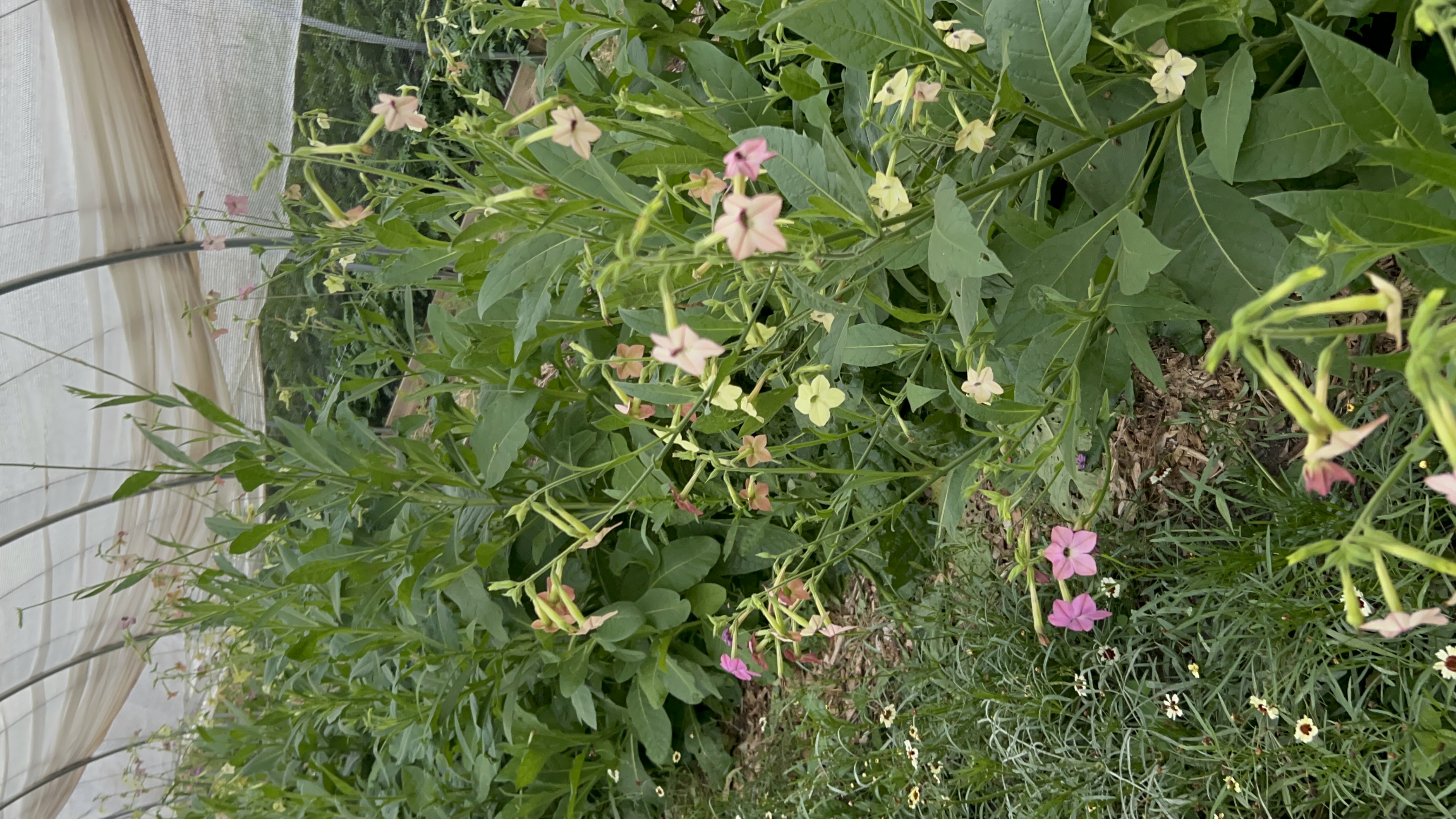 NICOTIANA x sanderae Select Watercolors
