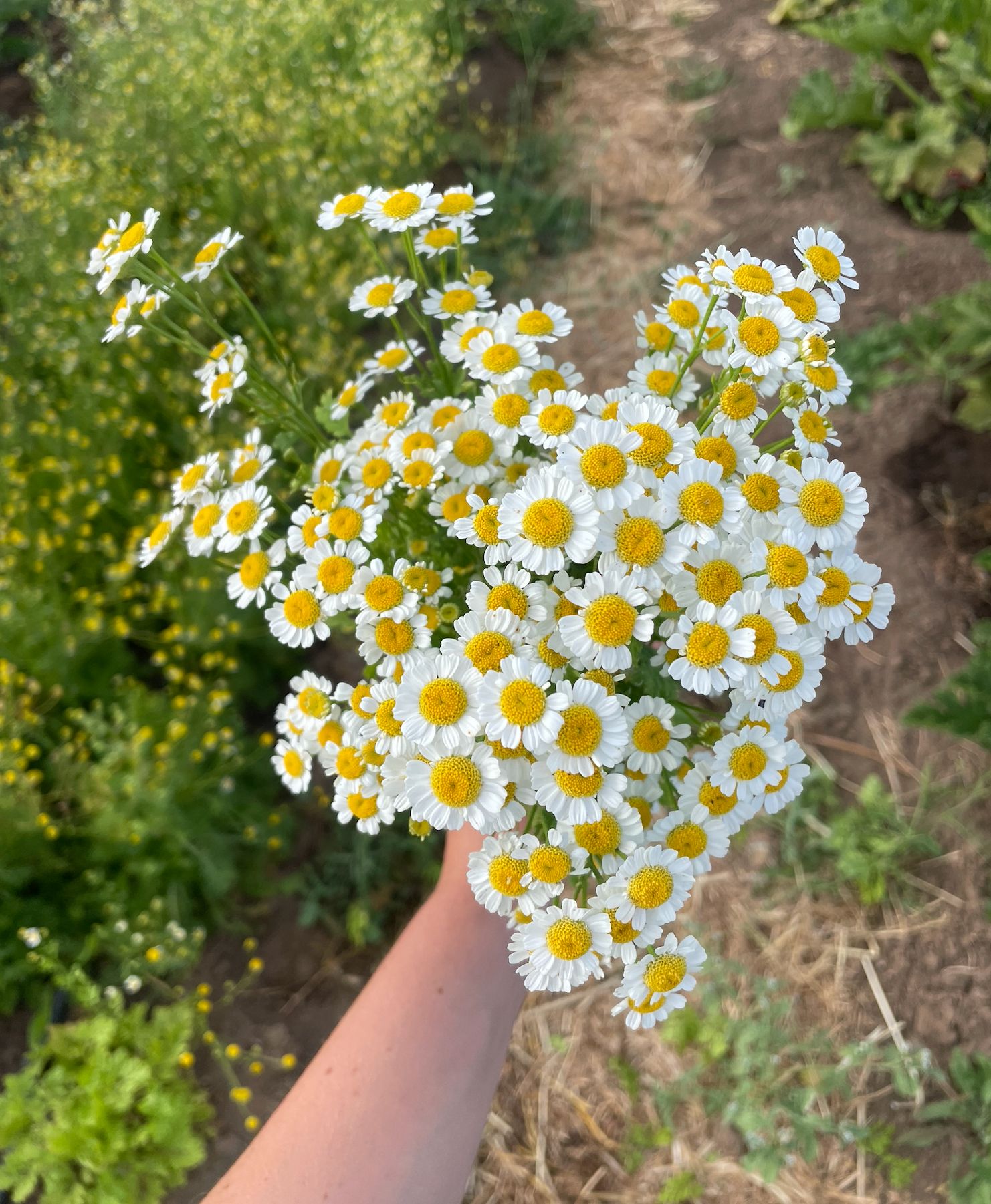 MATRICARIA recutita
