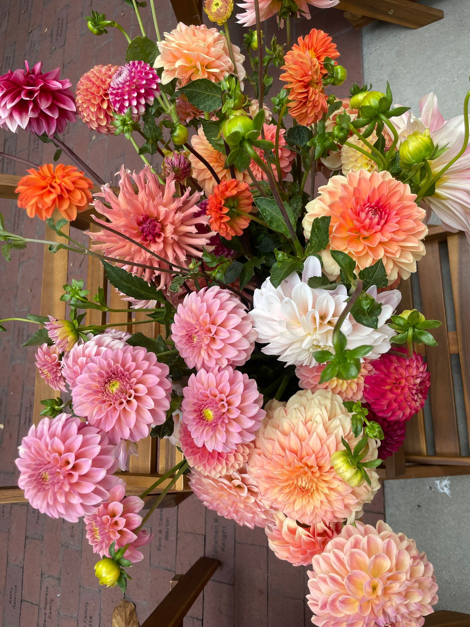 Wholesale Dahlia Stems