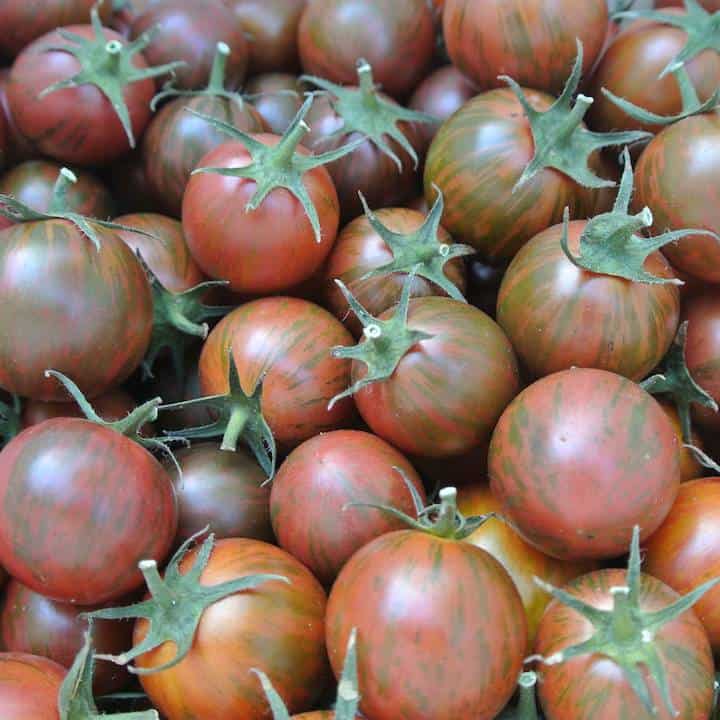 Purple Bumblebee Tomato