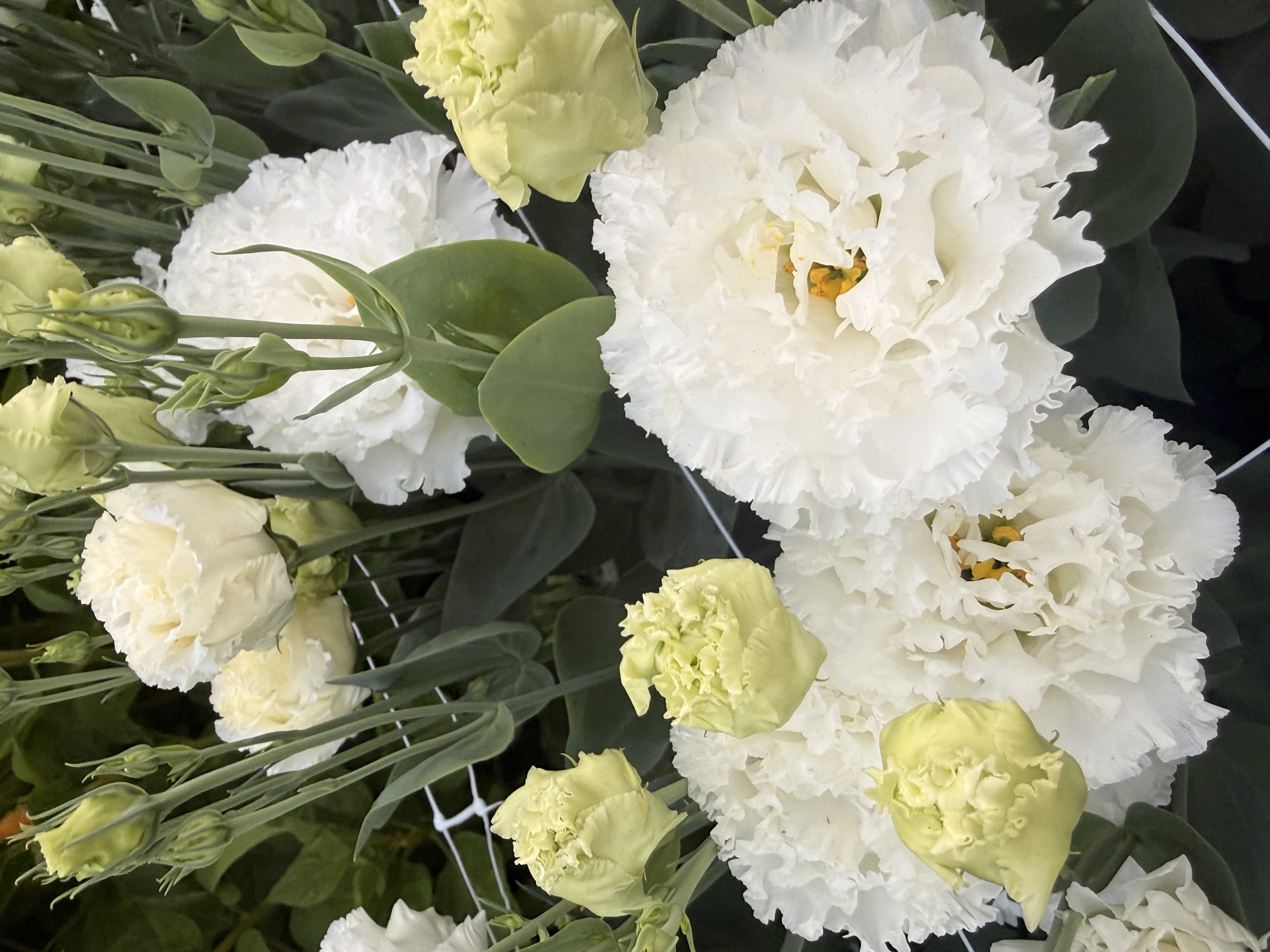 EUSTOMA grandiflorum Voyage White