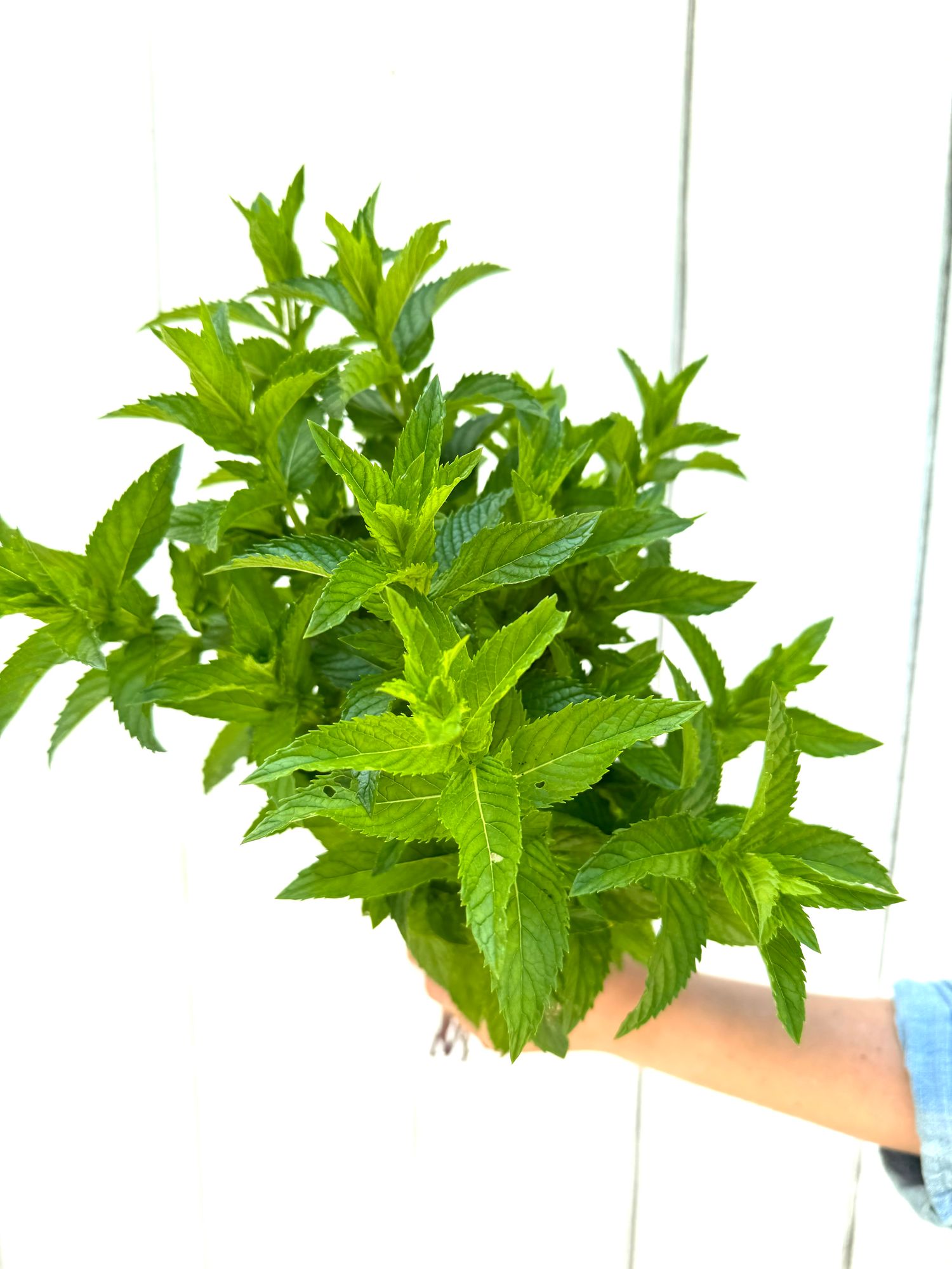 MENTHA spicata