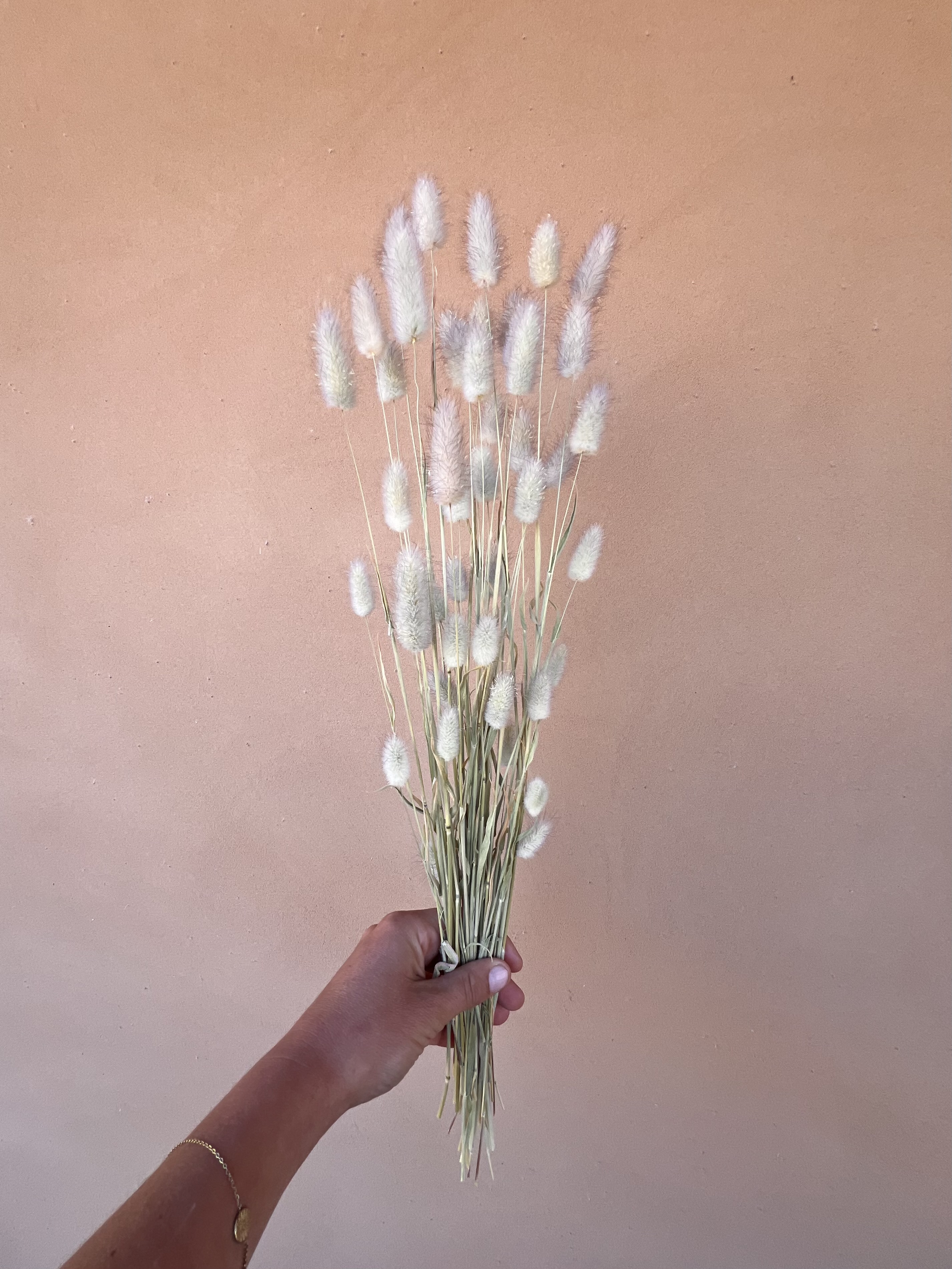 LAGURUS ovatus