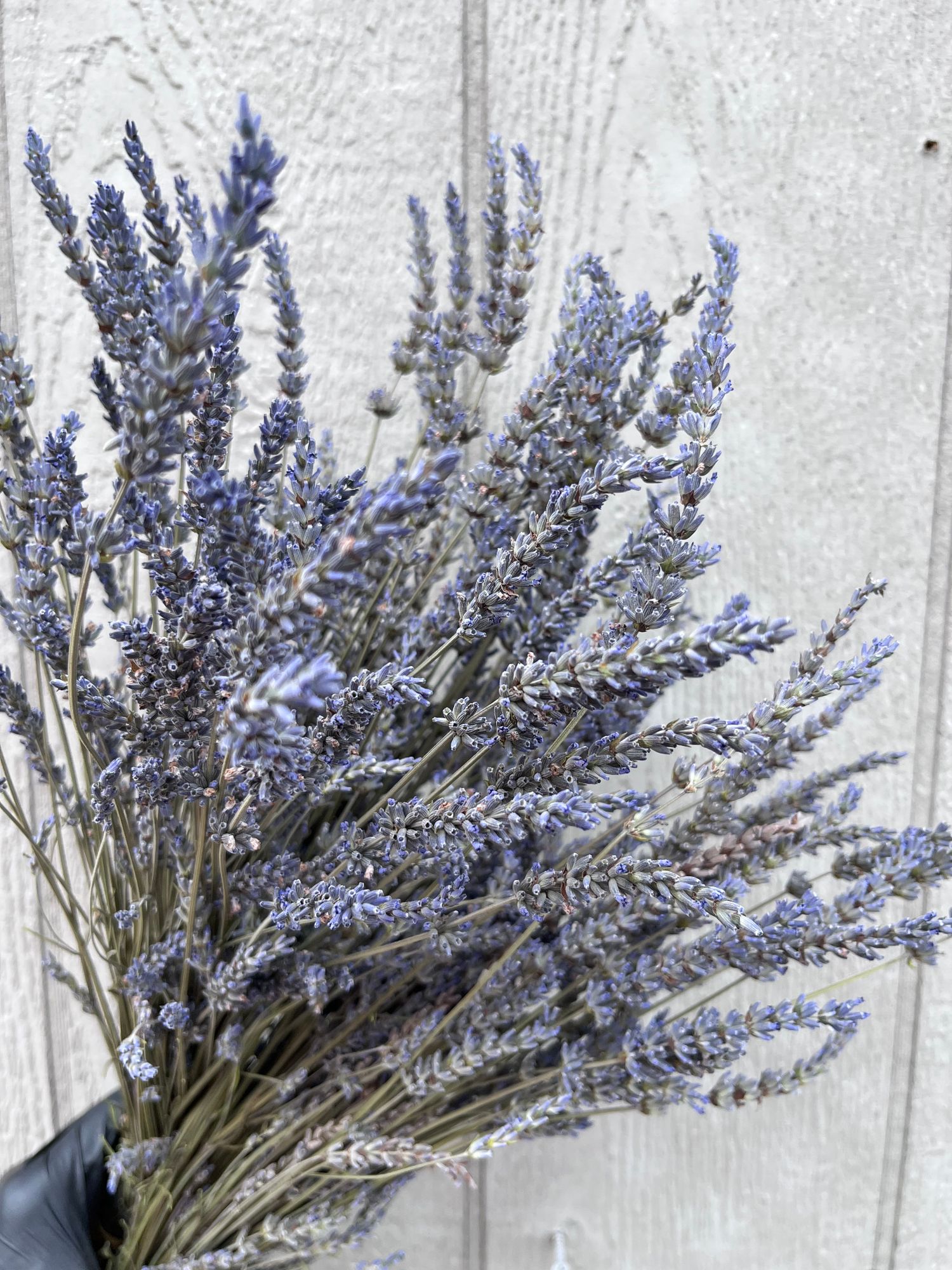 LAVENDULA x intermedia Phenomenal