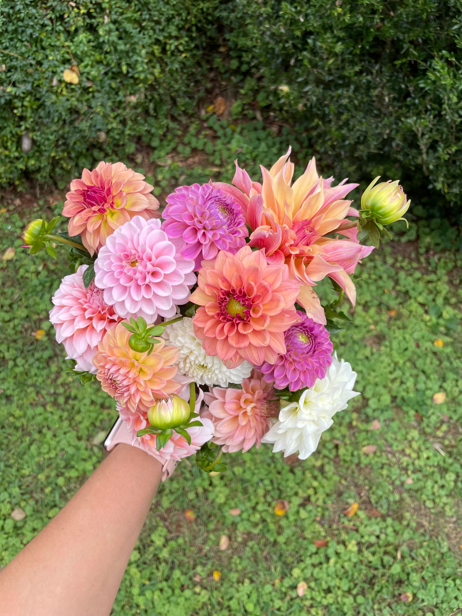 DAHLIA