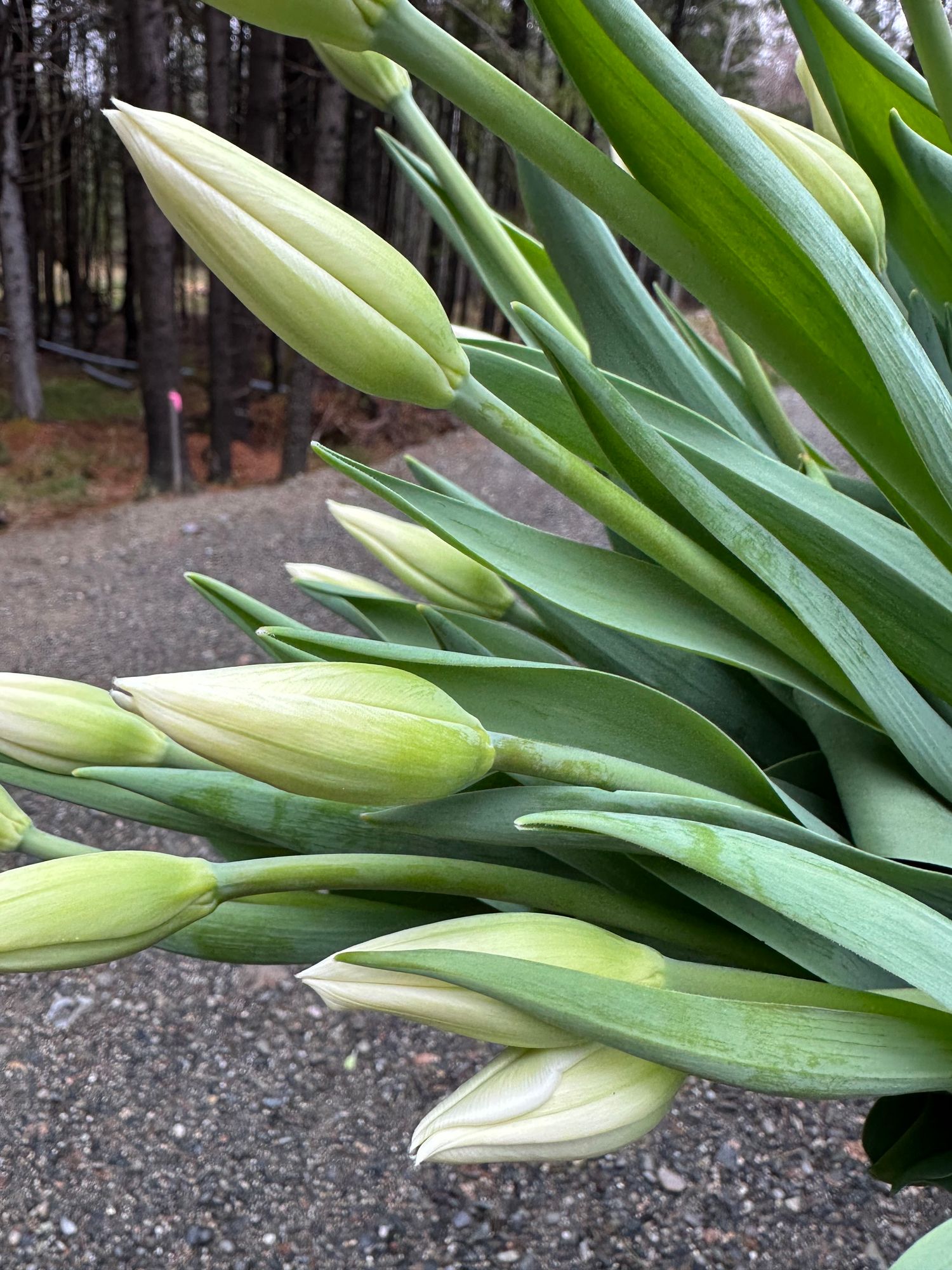 TULIPA Hakuun