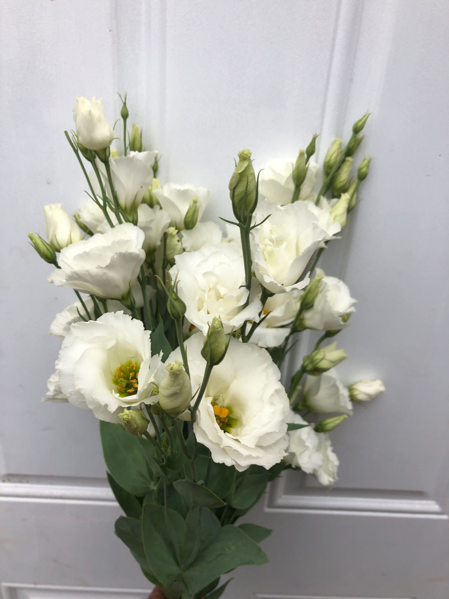 EUSTOMA grandiflorum Super Magic
