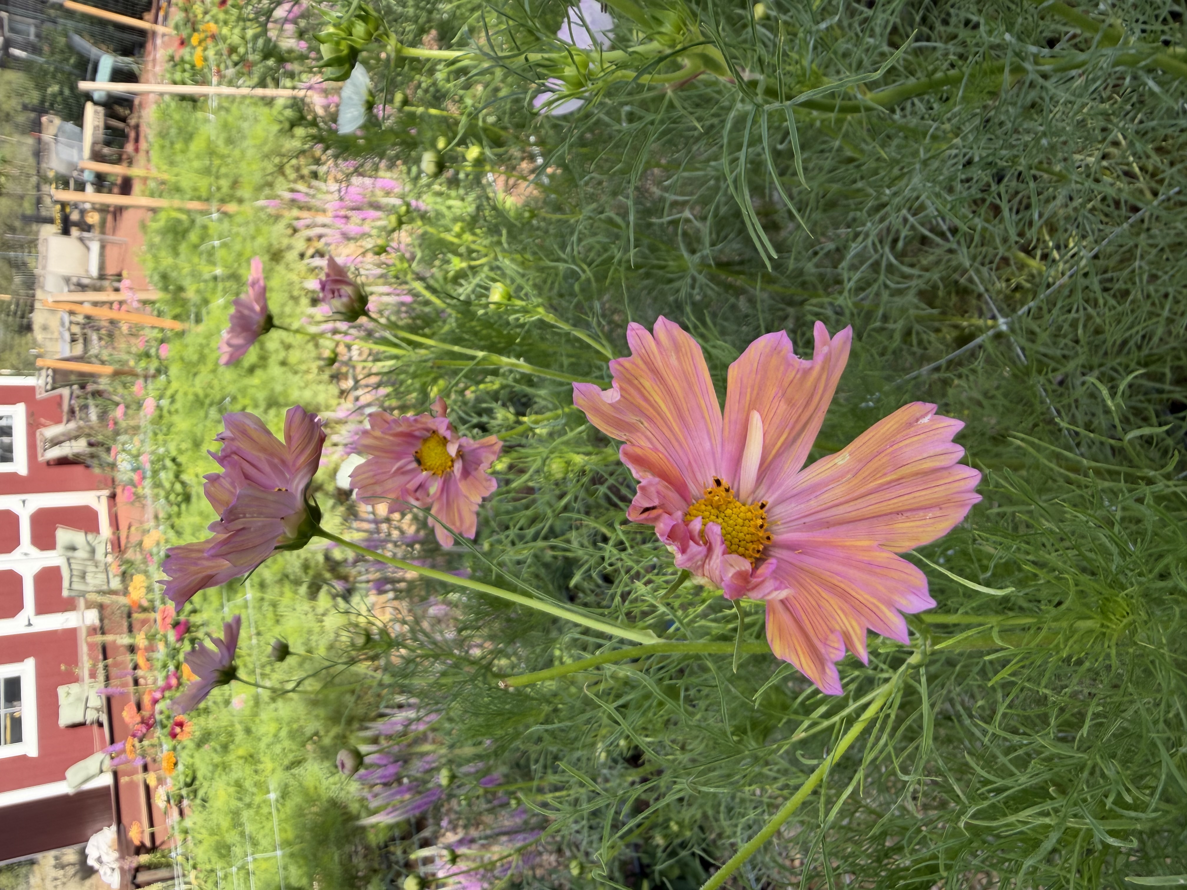 COSMOS bipinnatus Apricotta