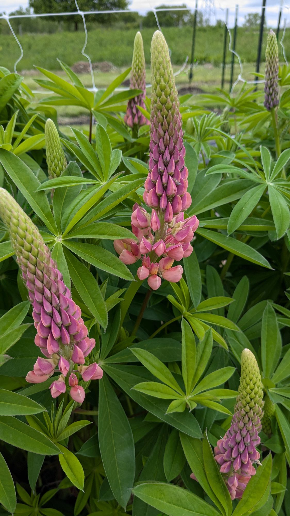 LUPINUS perennis