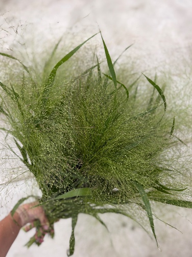 PANICUM elegans