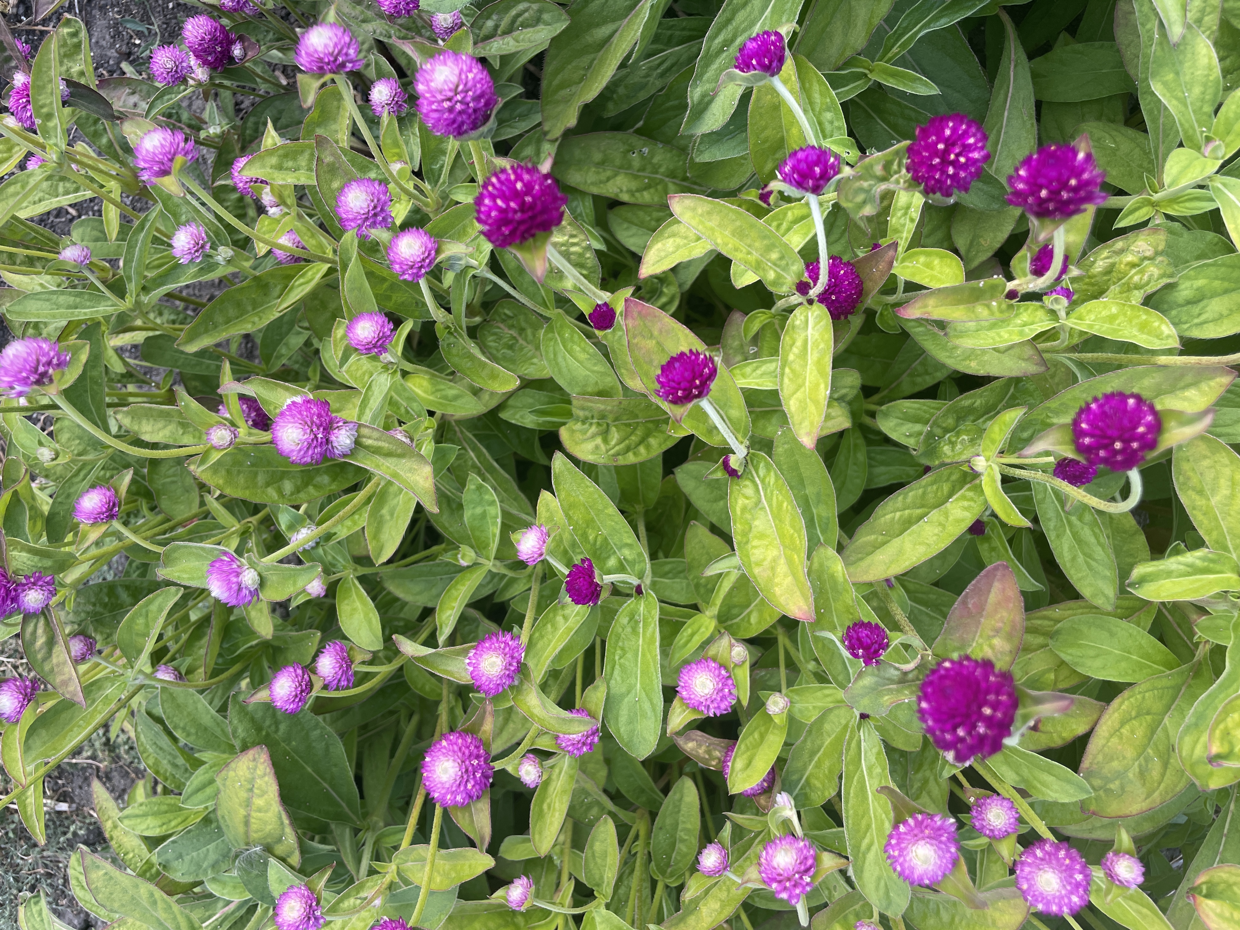 GOMPHRENA globosa Audray
