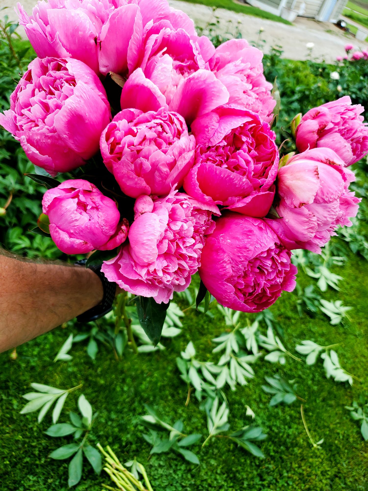 PAEONIA