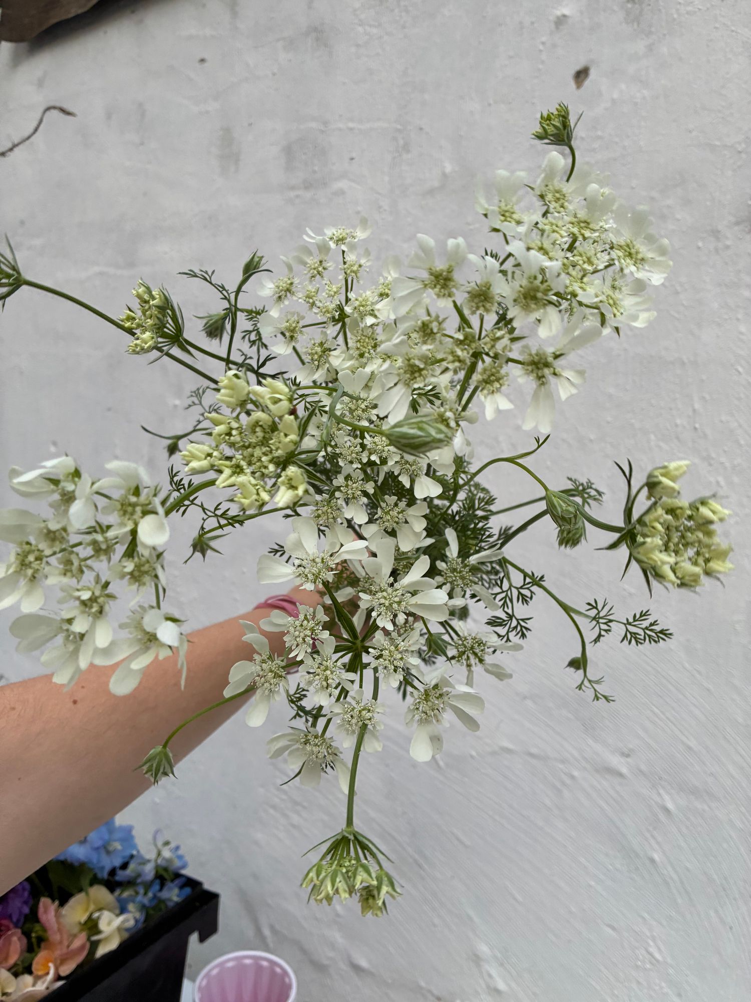 ORLAYA grandiflora