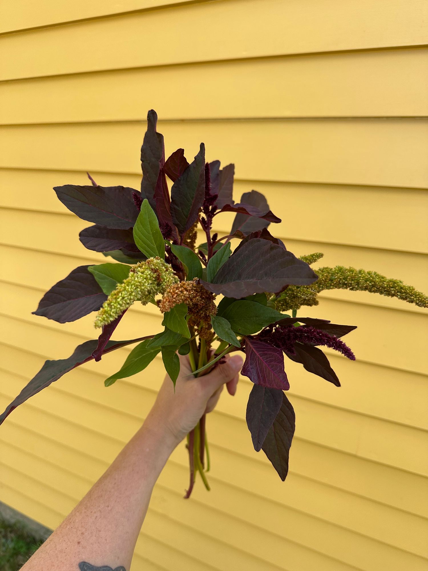 AMARANTHUS