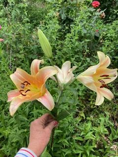 LILIUM Zelmira