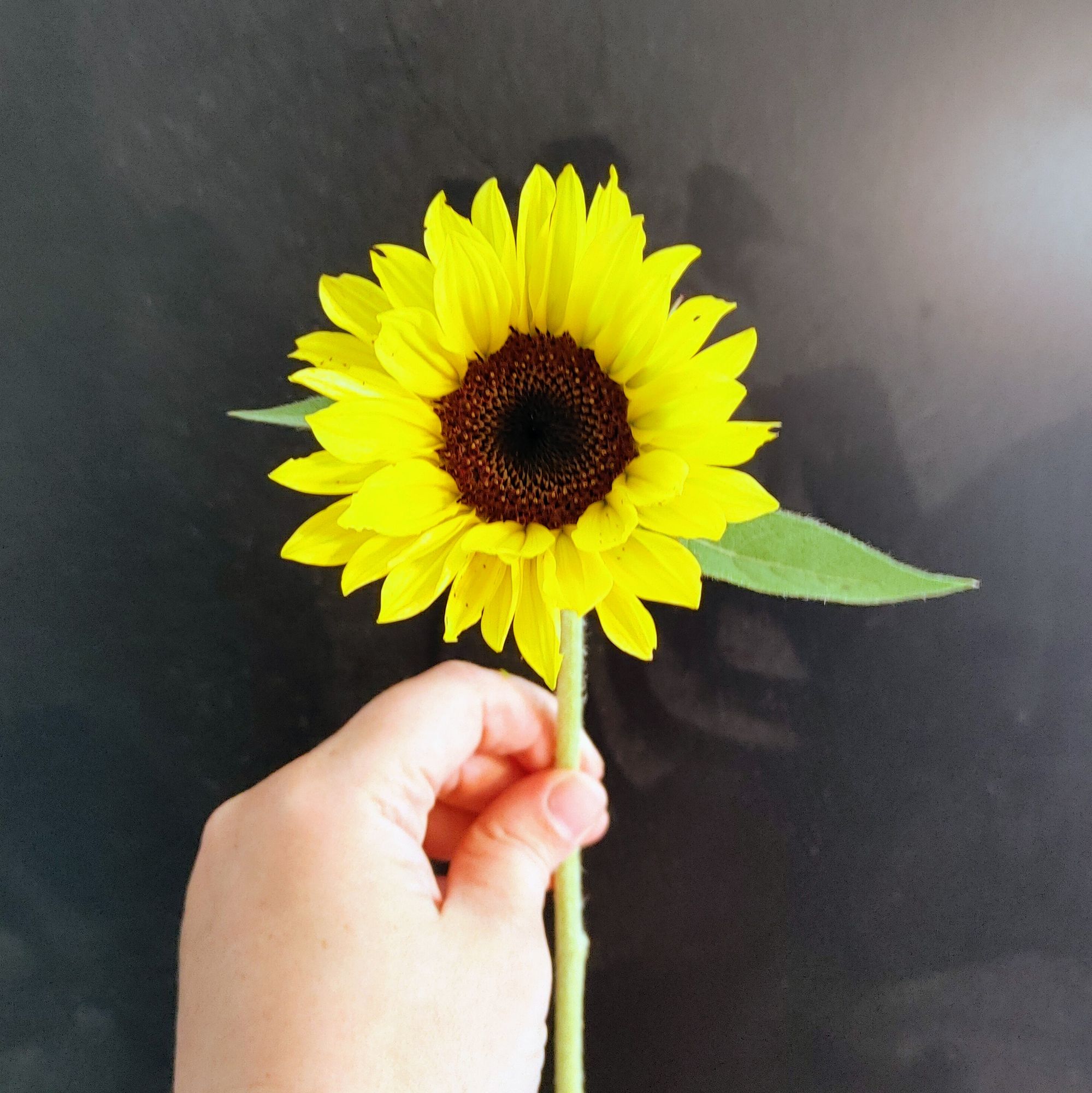 HELIANTHUS annuus Premier Light Yellow
