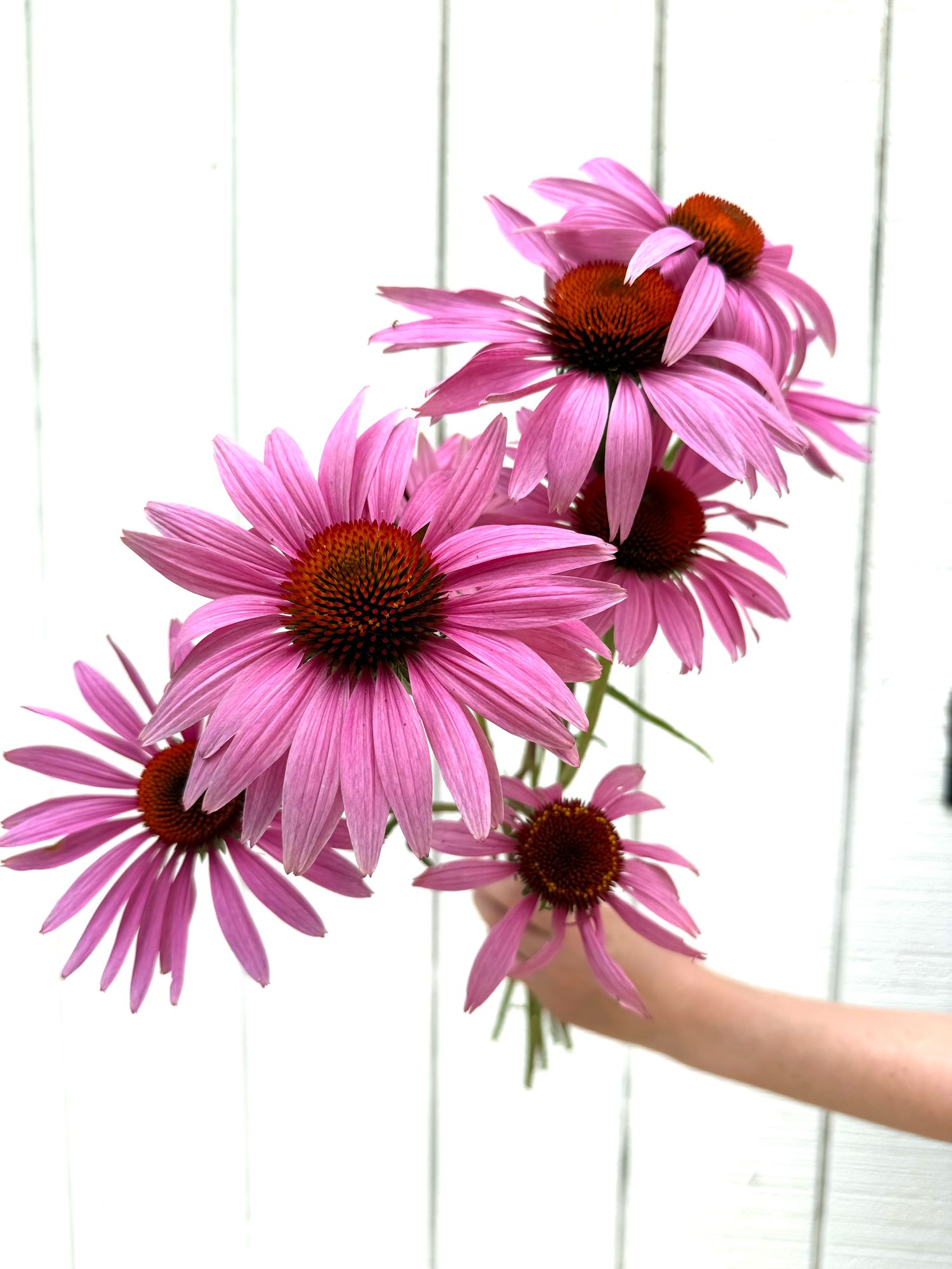 ECHINACEA angustifolia