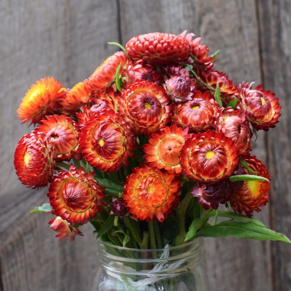 XERANTHEMUM bracteatum Lumina Double