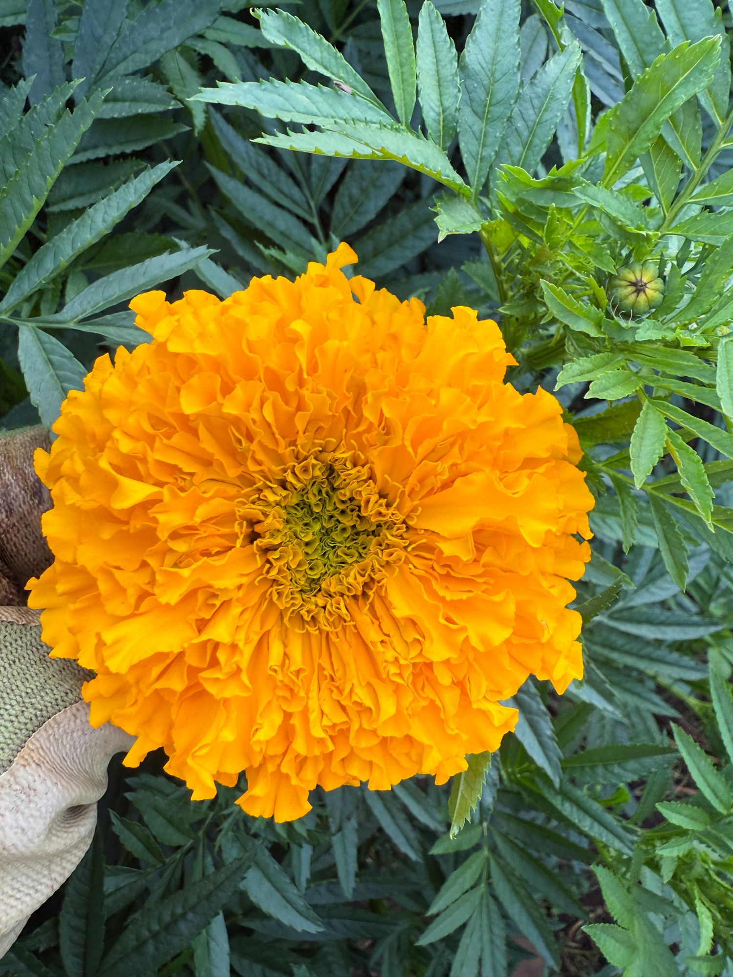 TAGETES erecta Coco
