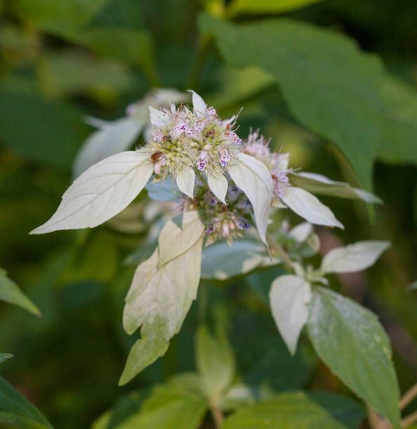 PYCNANTHEMUM incanum