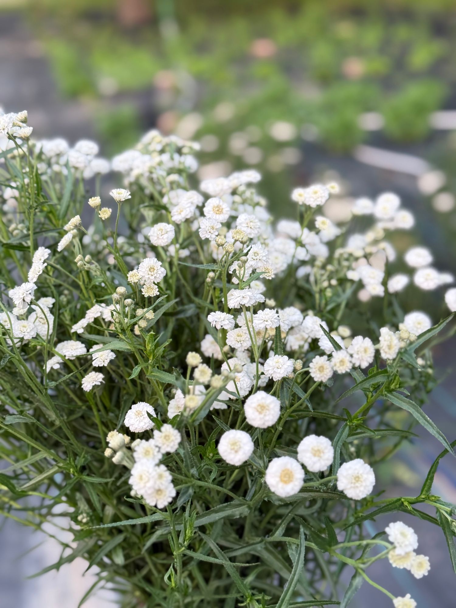 ACHILLEA ptarmica Peter Cottontail