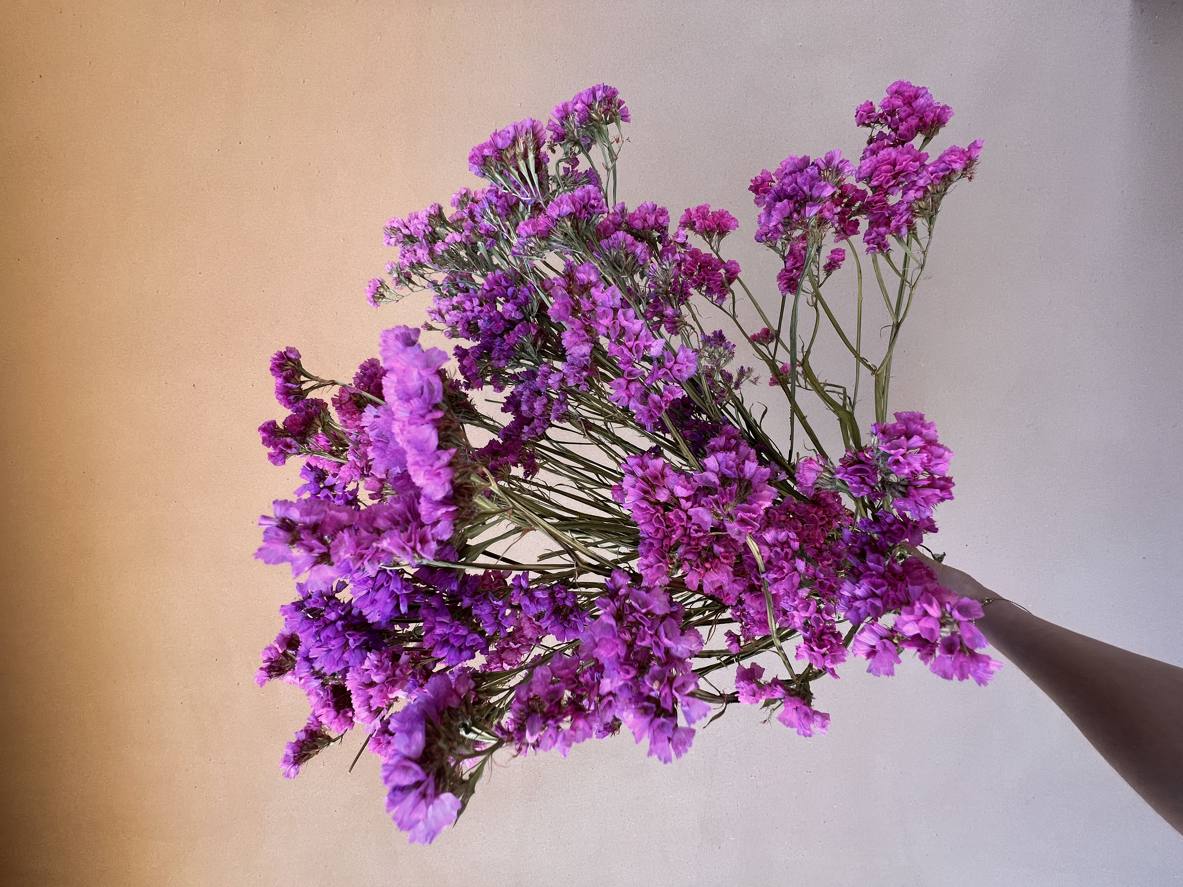 LIMONIUM sinuatum Seeker Rose