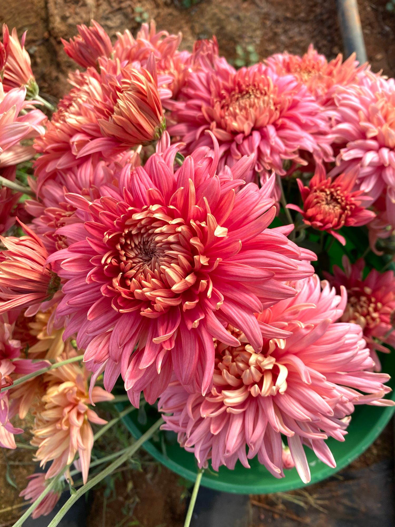 CHRYSANTHEMUM