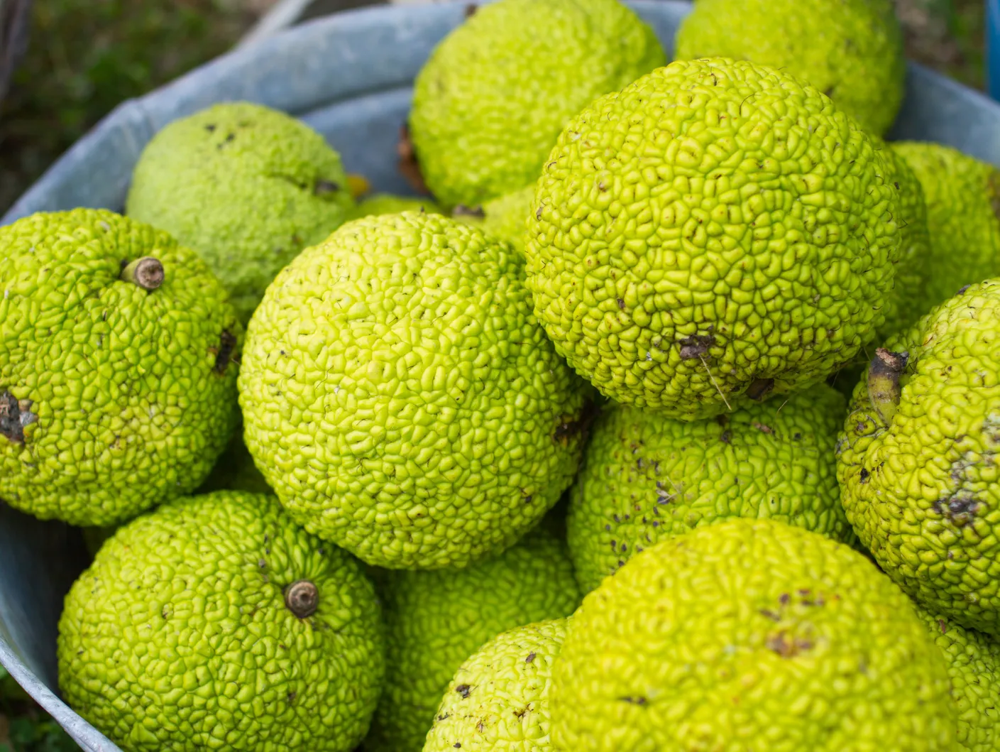 MACLURA pomifera