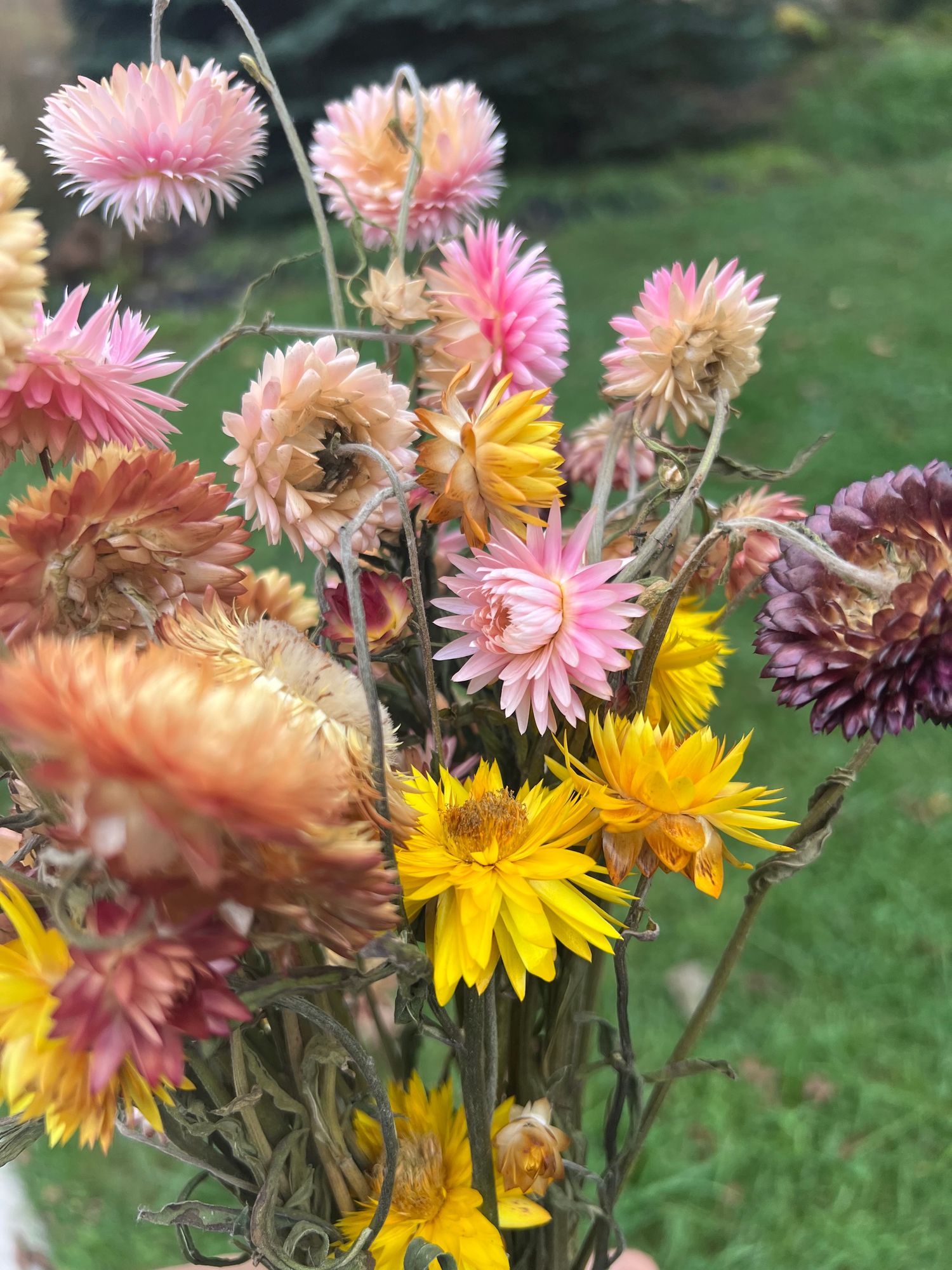 Strawflower