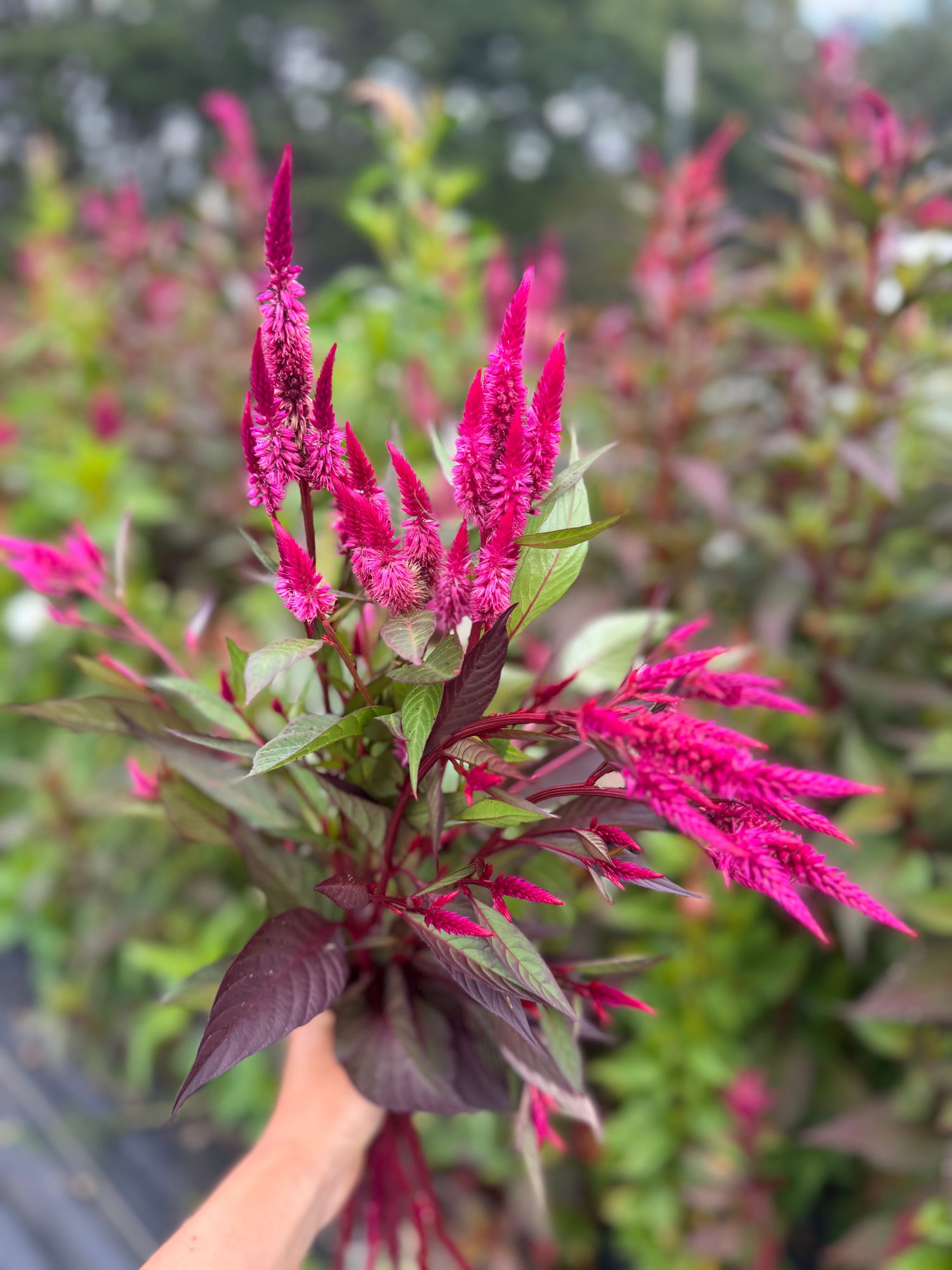 CELOSIA argentea var. cristata Chief Fire
