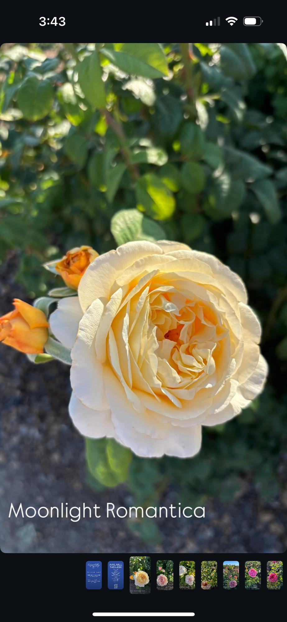 ROSA hybrida