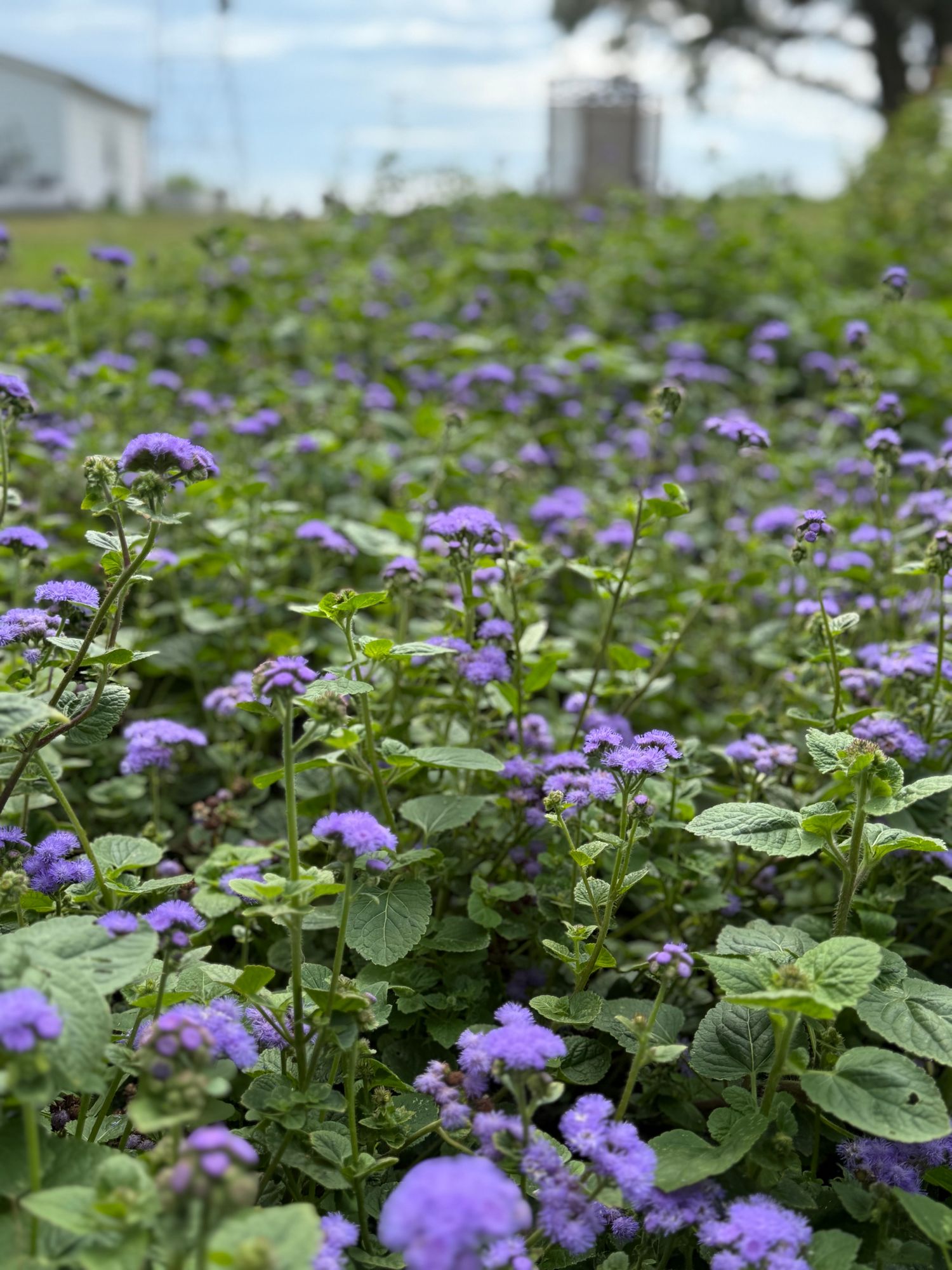 AGERATUM houstonianum Blue Horizon